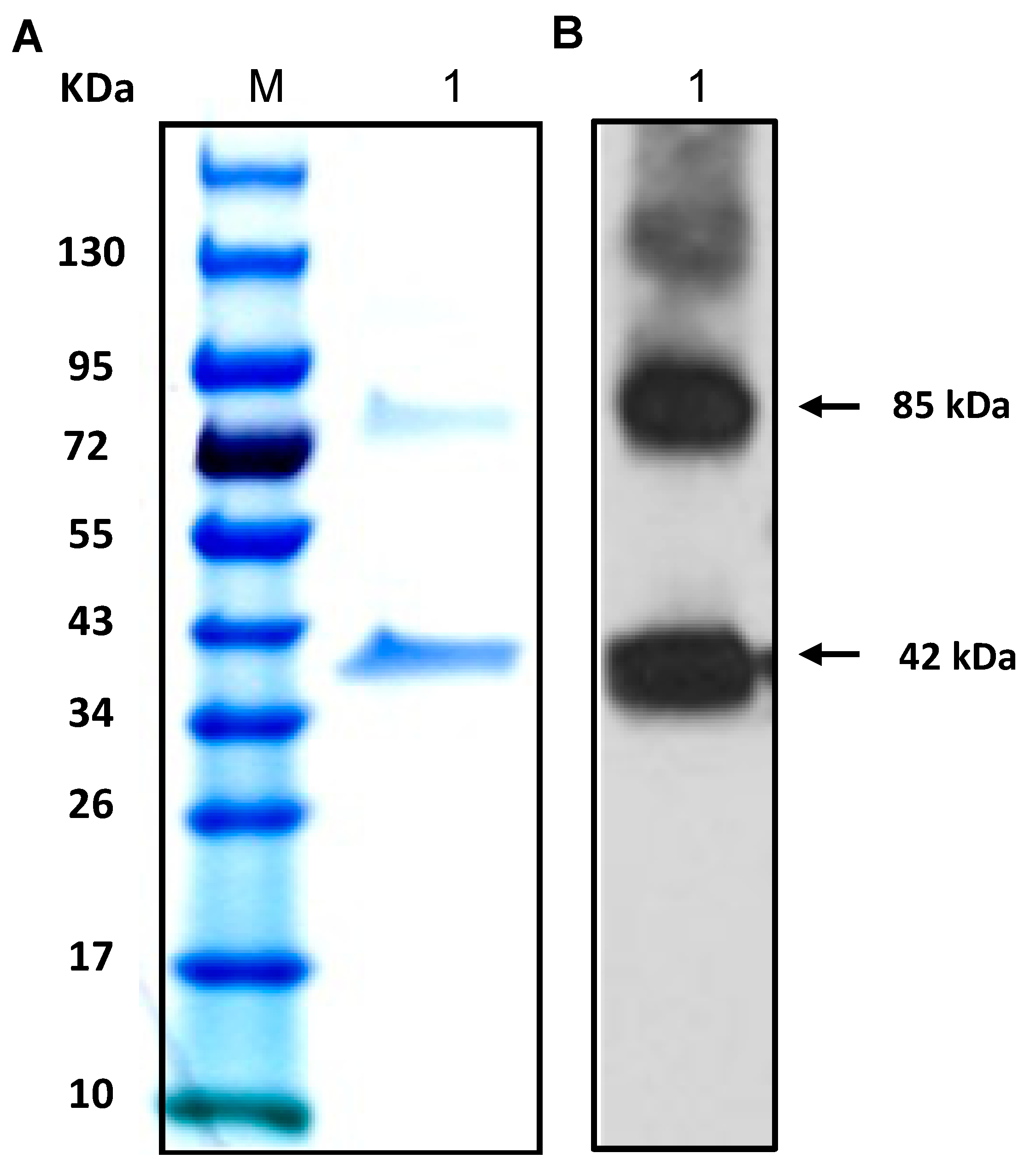 Ijms 22 08420 g005 Ijms 22 08420 g005
