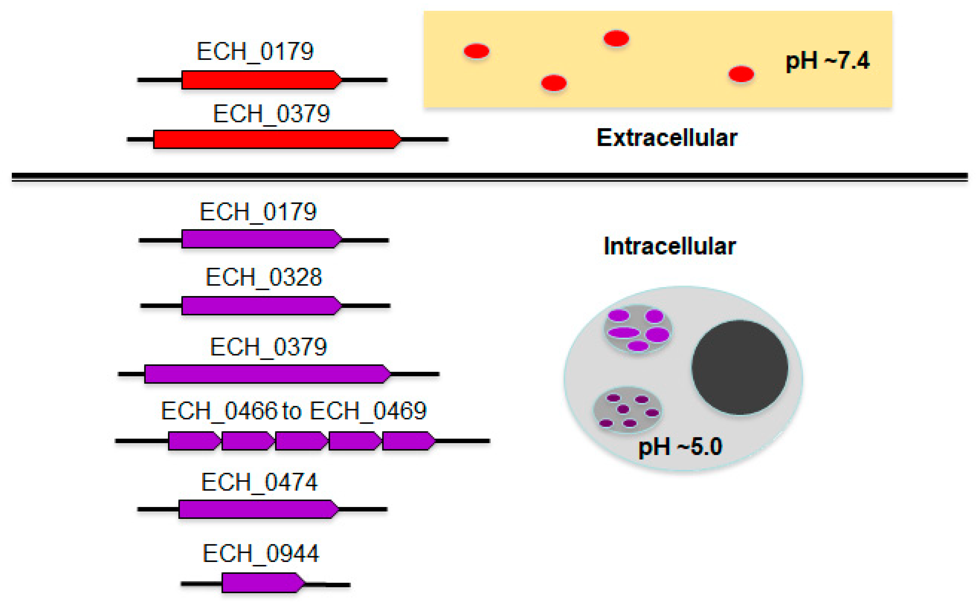 Ijms 22 08420 g008 Ijms 22 08420 g008