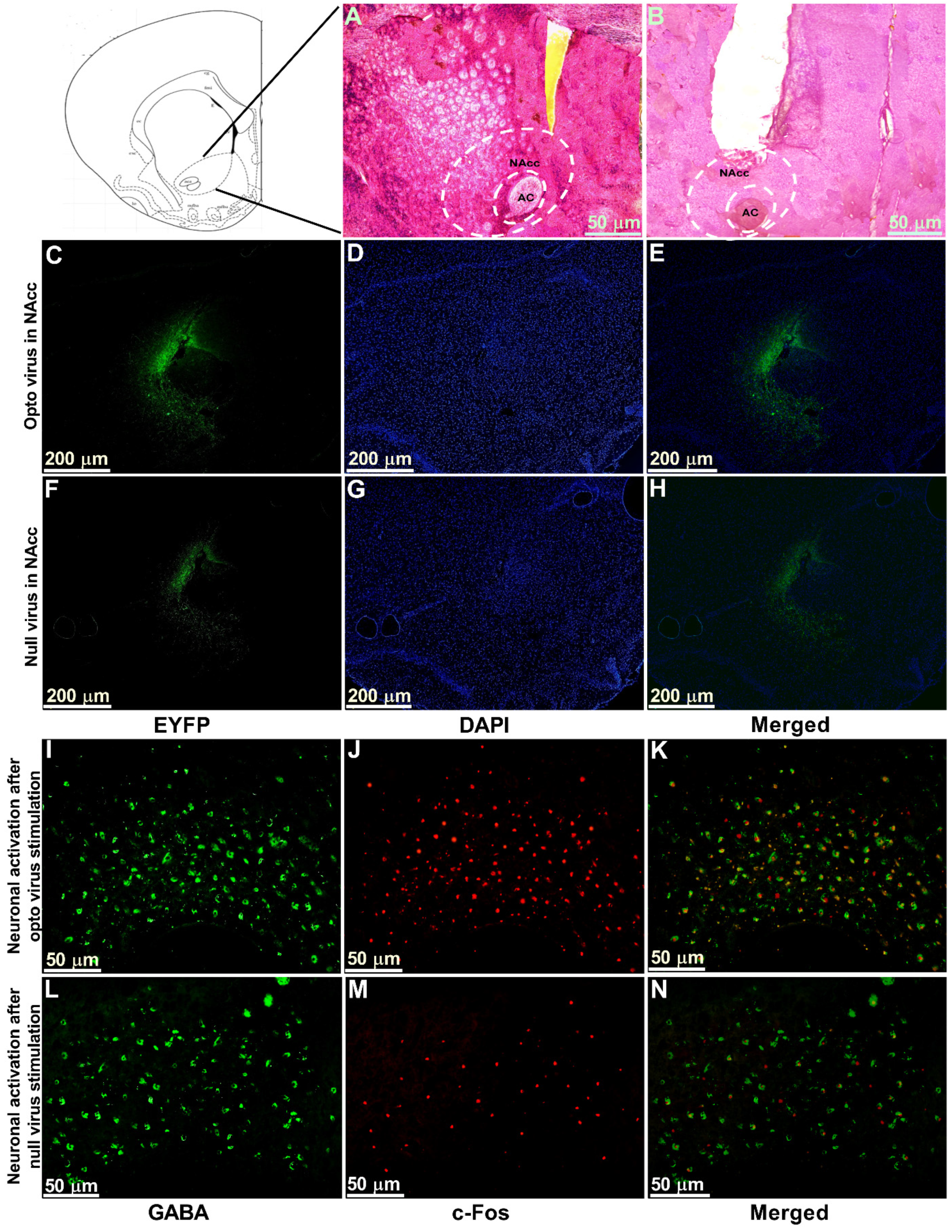 Ijms 22 08421 g006 550
