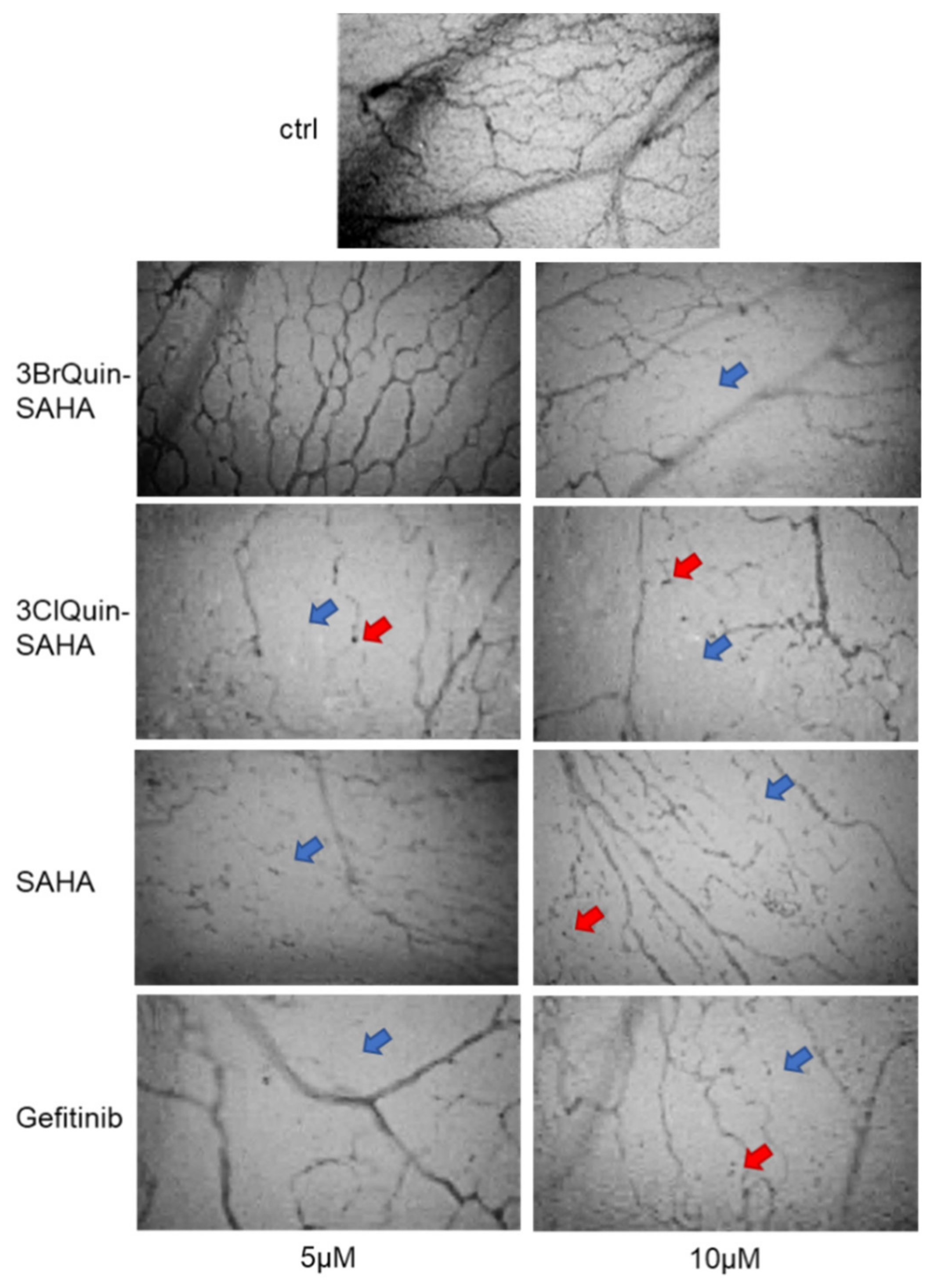 Ijms 22 08432 g007 550