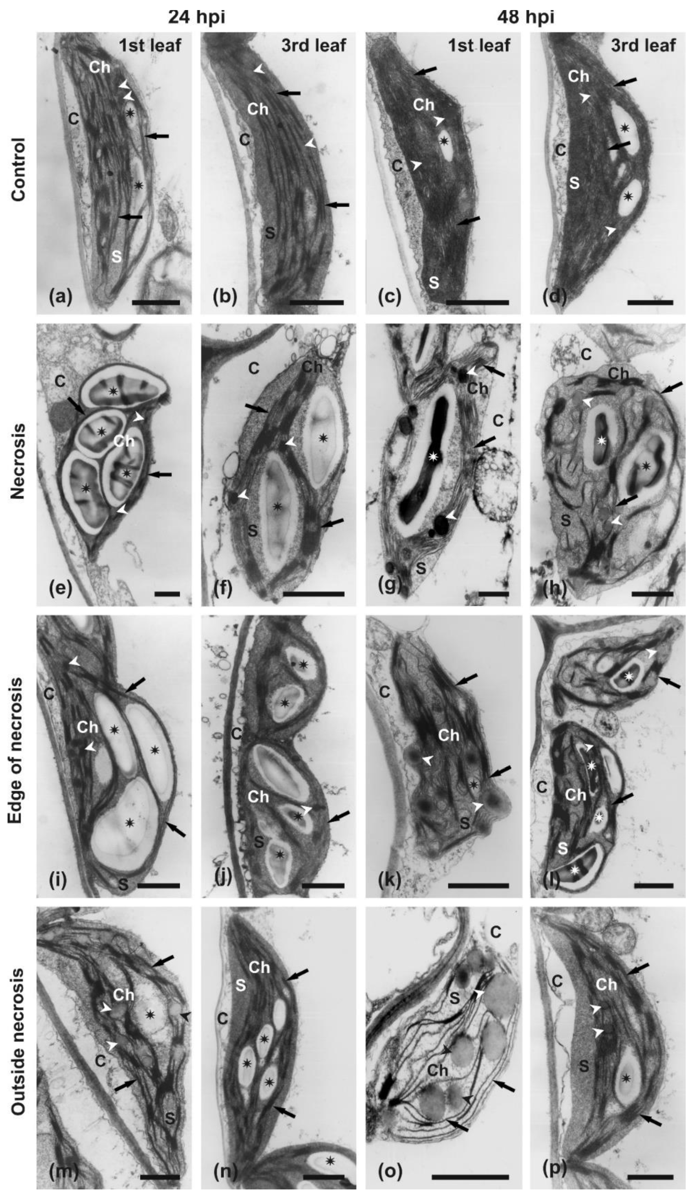 Ijms 22 08435 g008 550