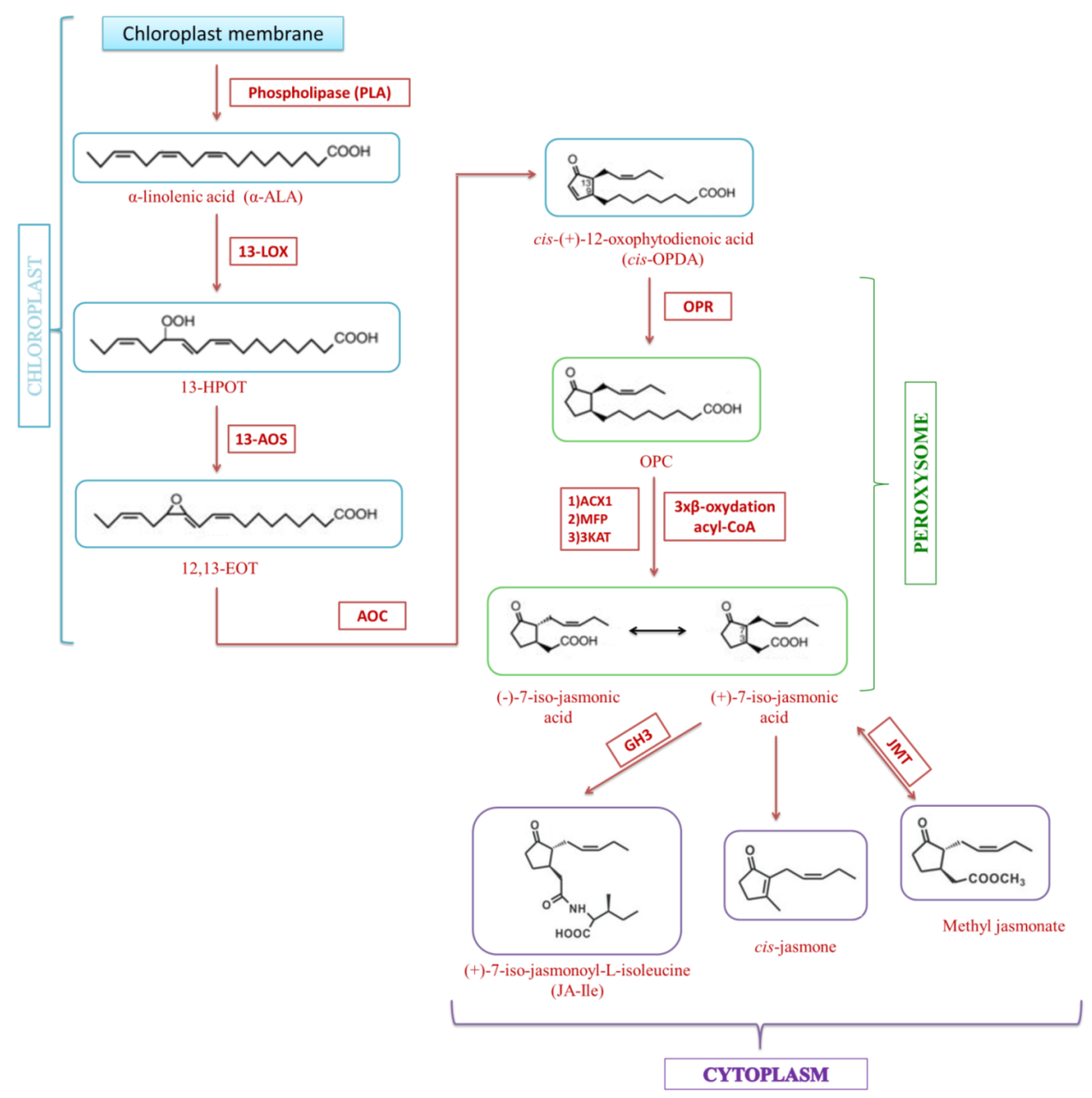 IJMS | Free Full-Text | Therapeutic Potential of Jasmonic Acid and Its ...