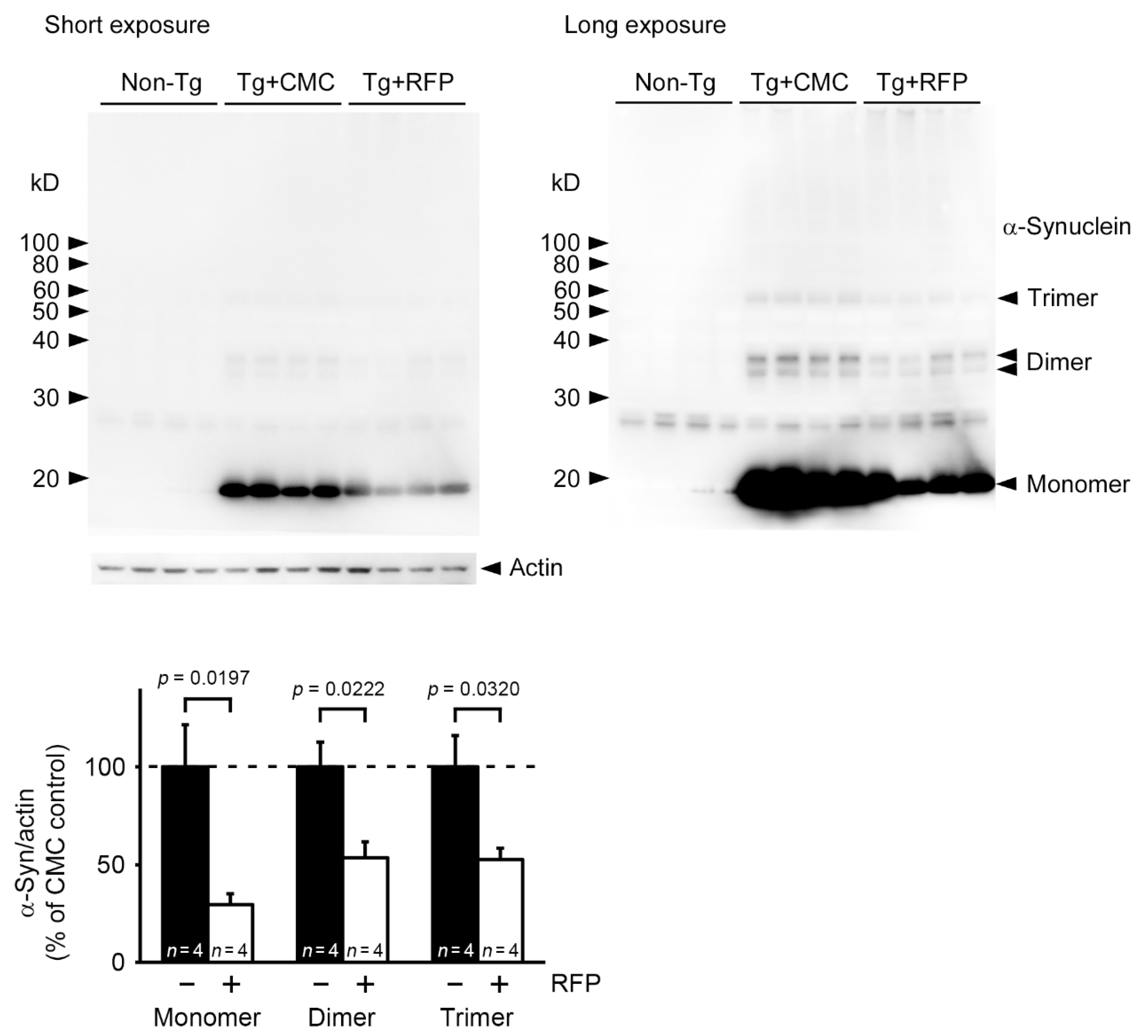 Ijms 22 08453 g006 550