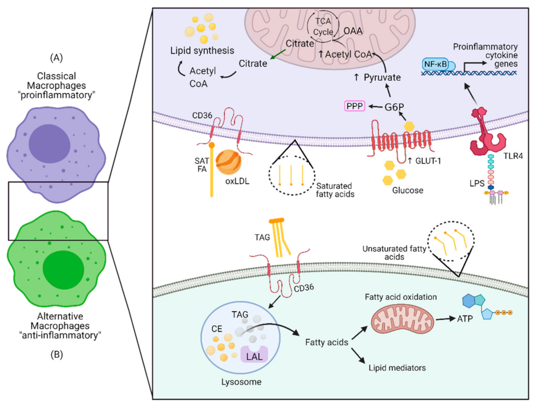 Ijms 22 08460 g001 550