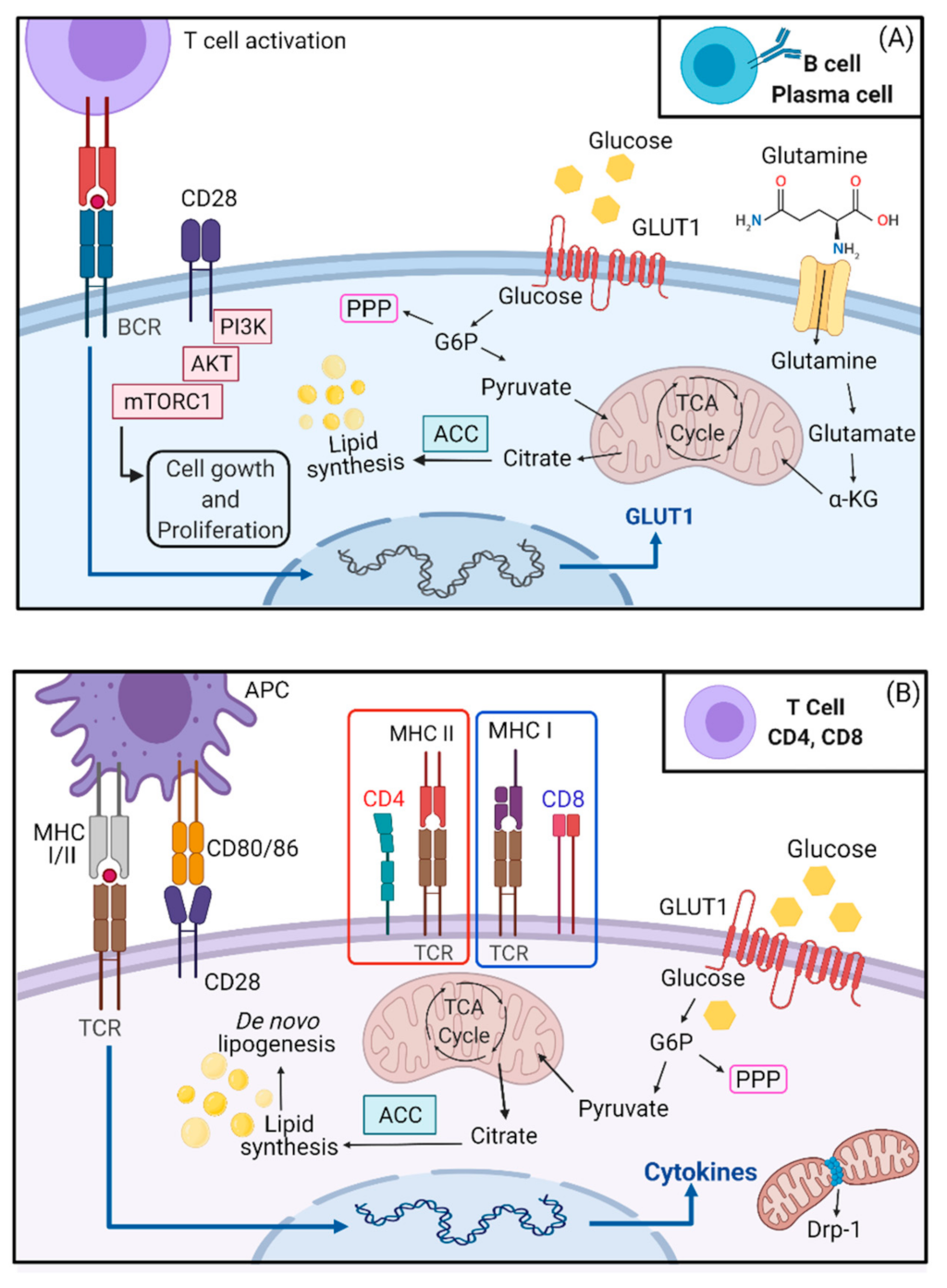 Ijms 22 08460 g002 550