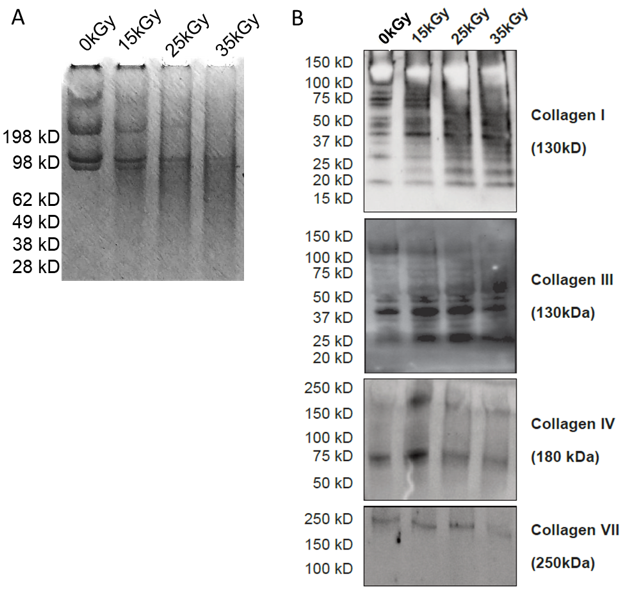Ijms 22 08467 g002 550