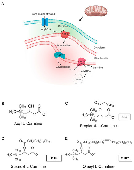 l carnitine bradycardia L-Carnitine Tartrate