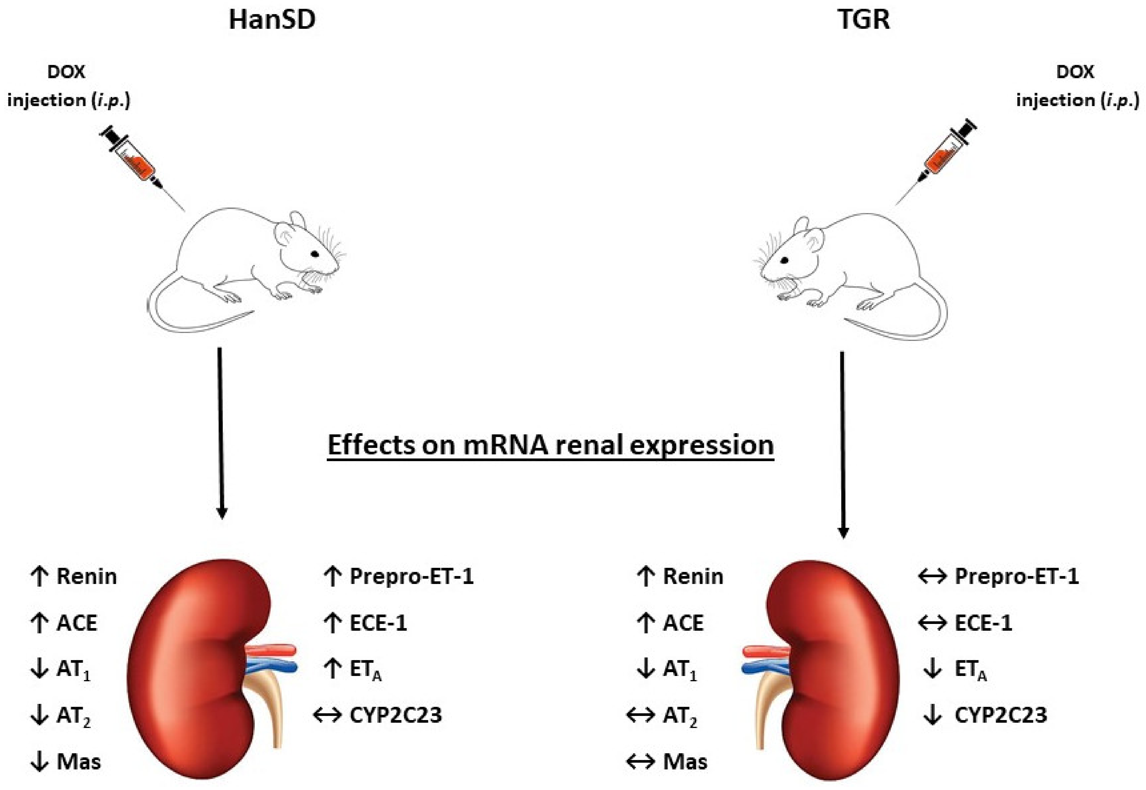 Ijms 22 08475 g007 550