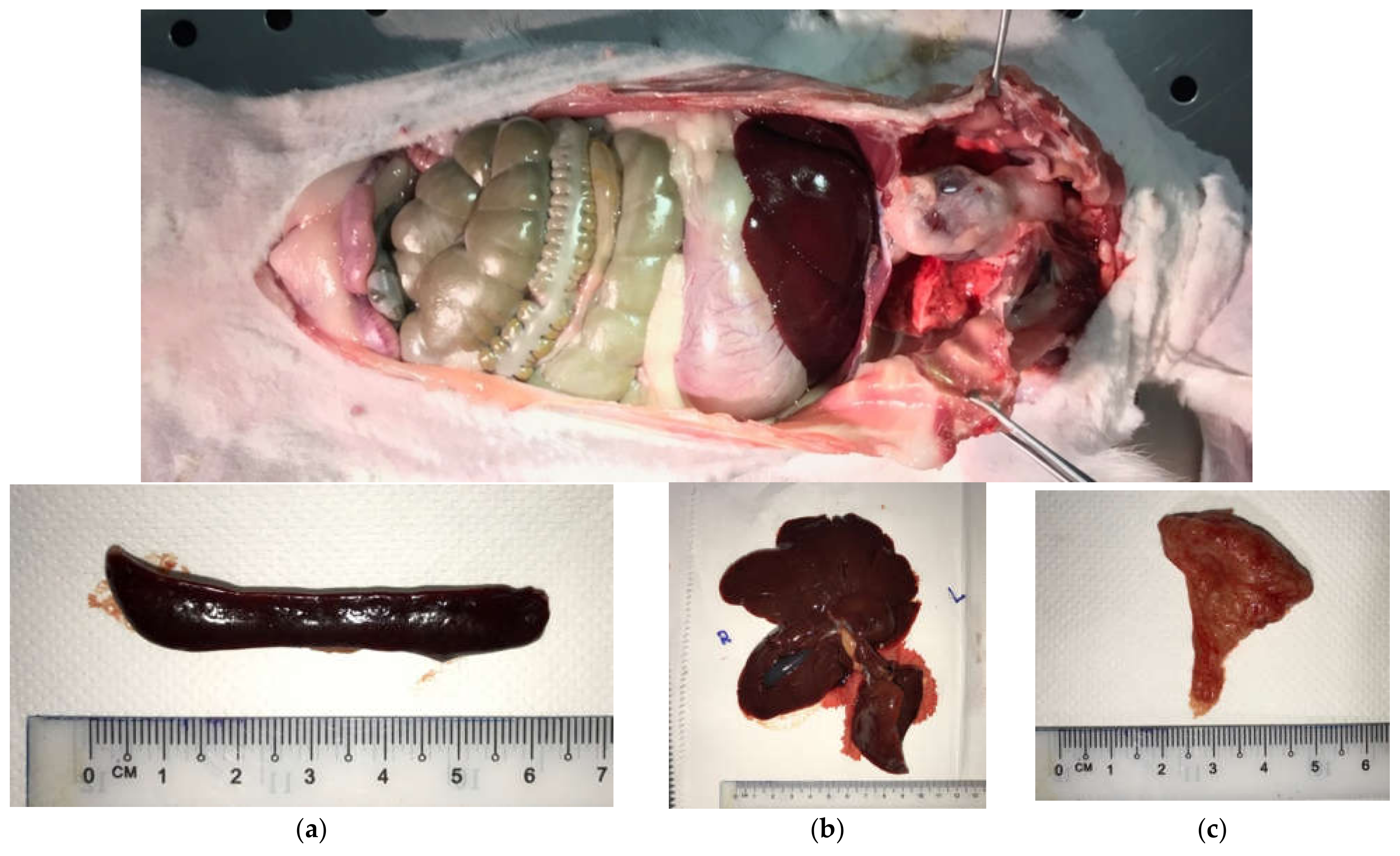 Ijms 22 08480 g006 550