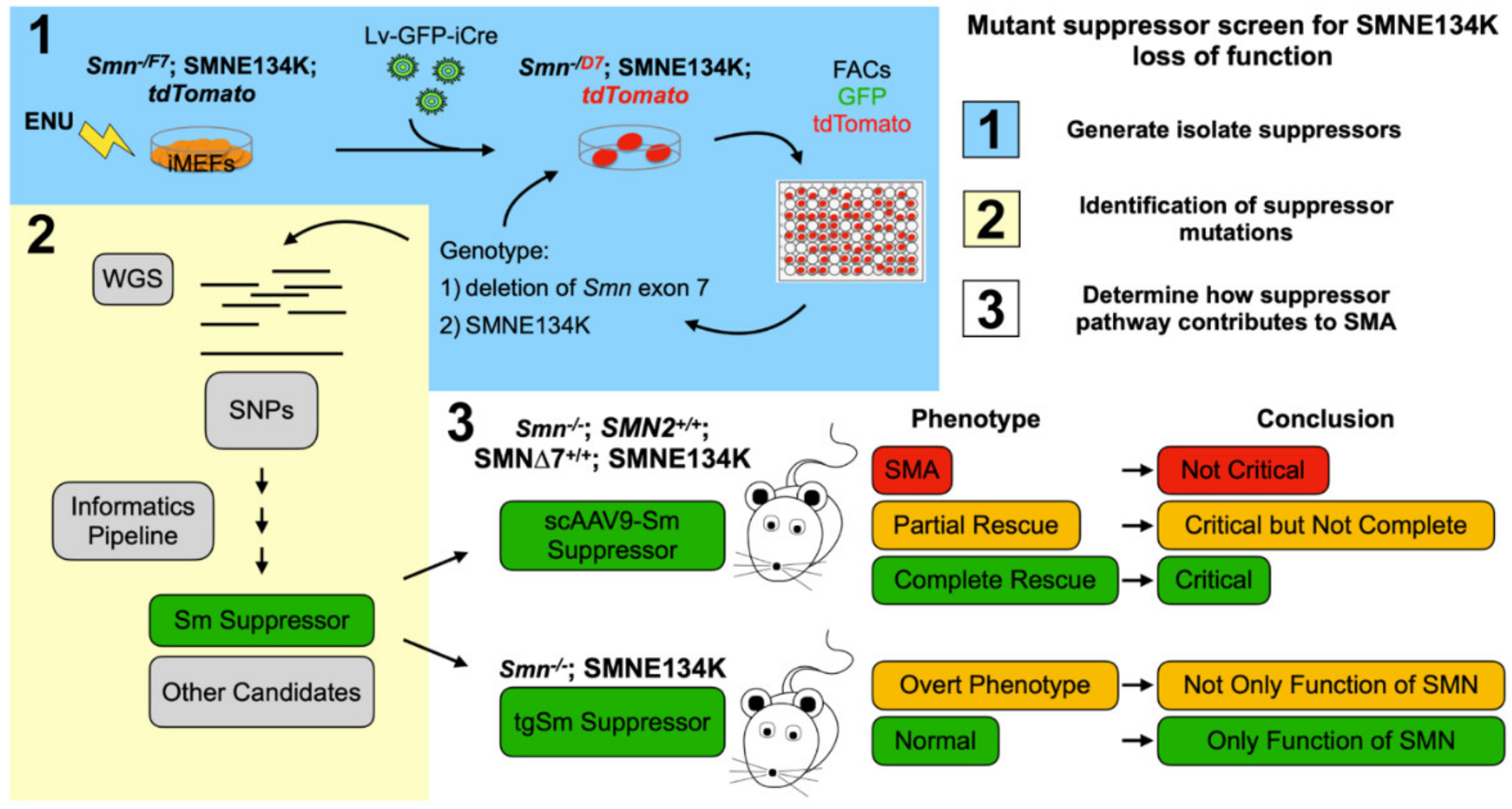 Ijms 22 08494 g003 Ijms 22 08494 g003