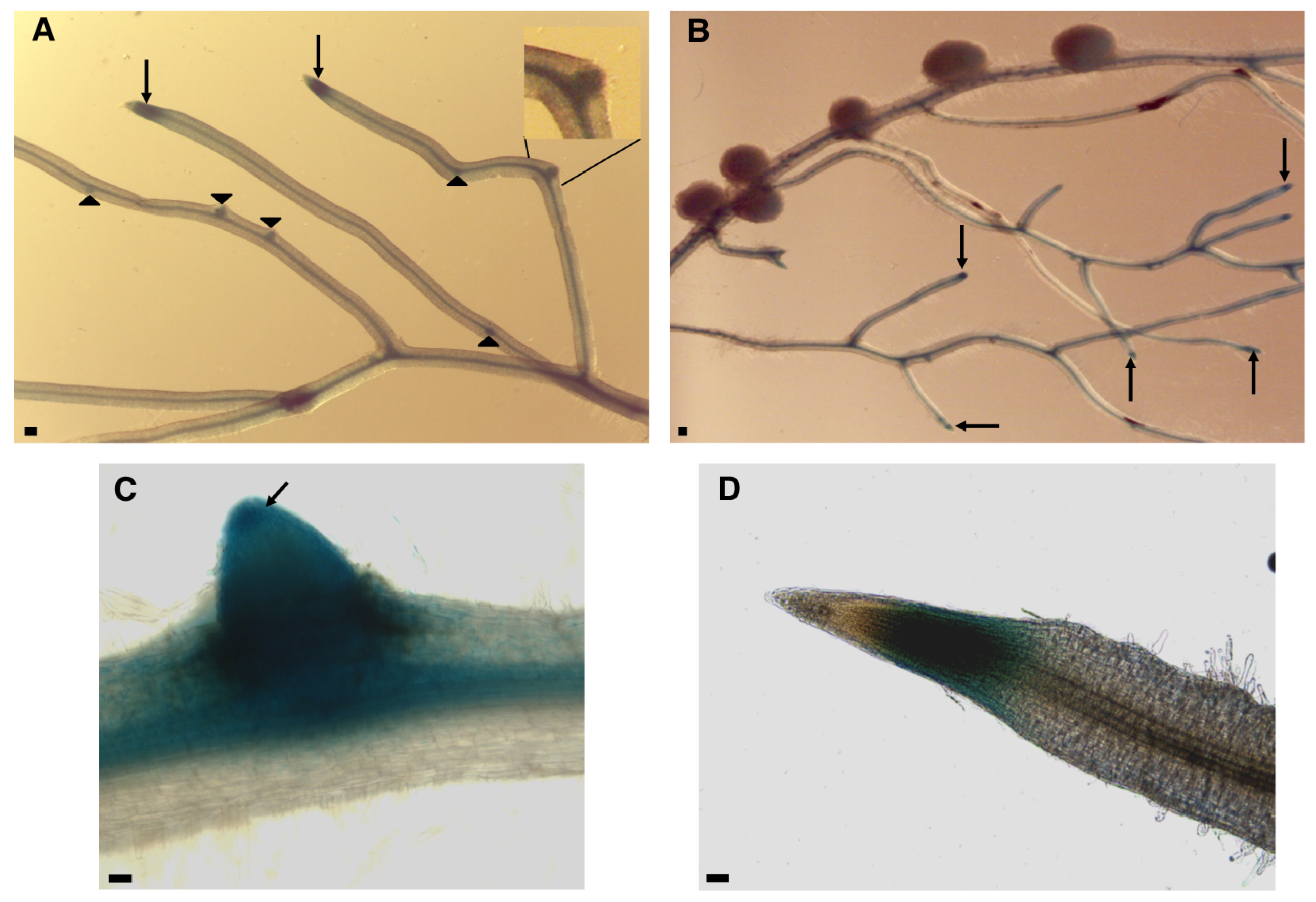 Ijms 22 08495 g004 550