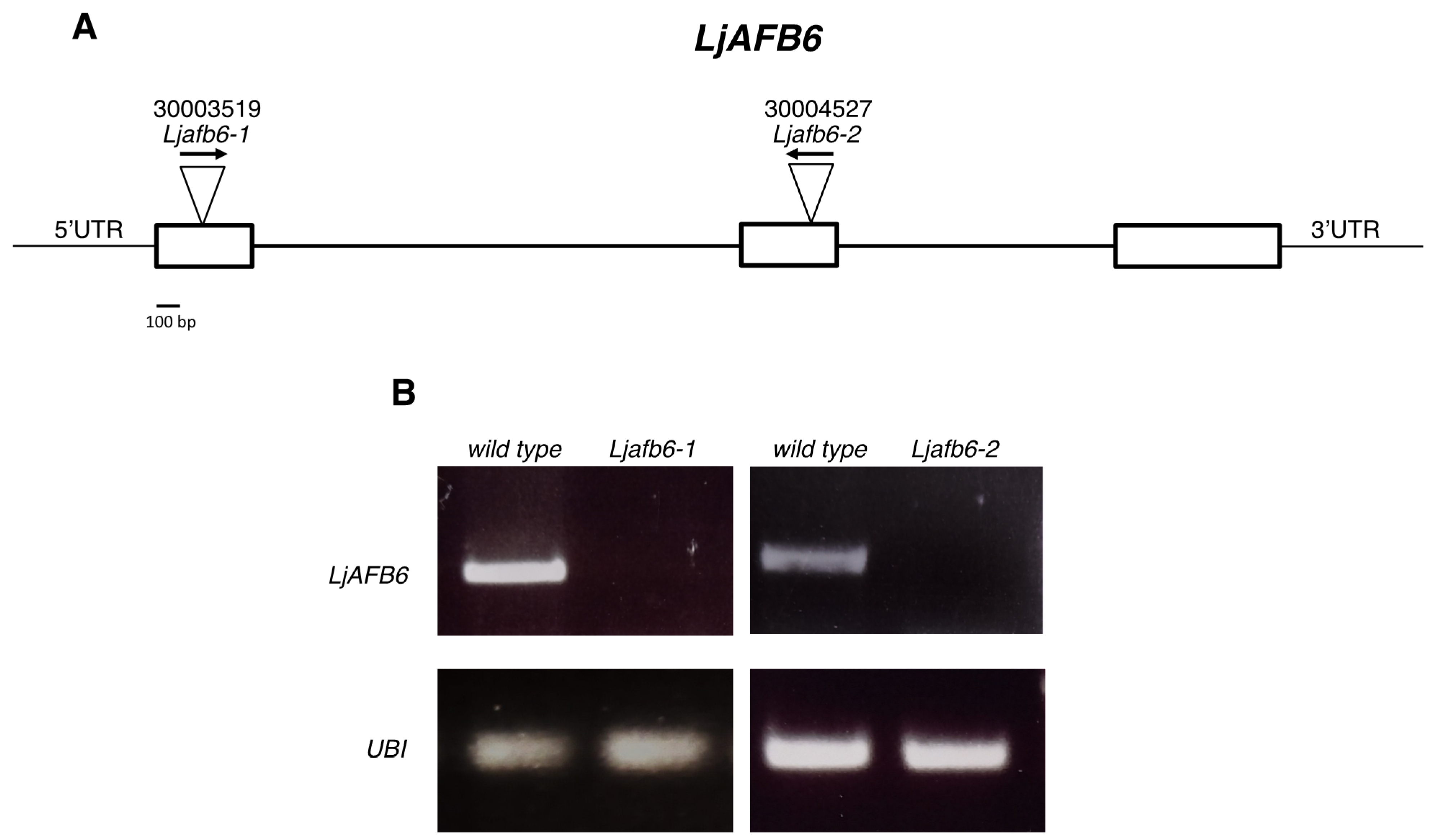 Ijms 22 08495 g005 550