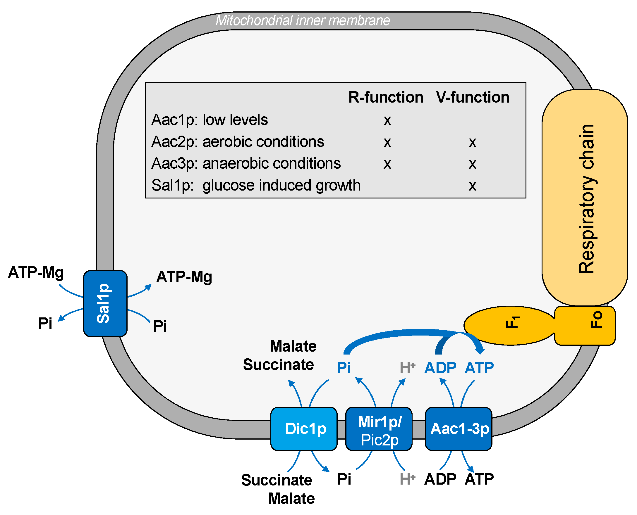 Ijms 22 08496 g001 Ijms 22 08496 g001