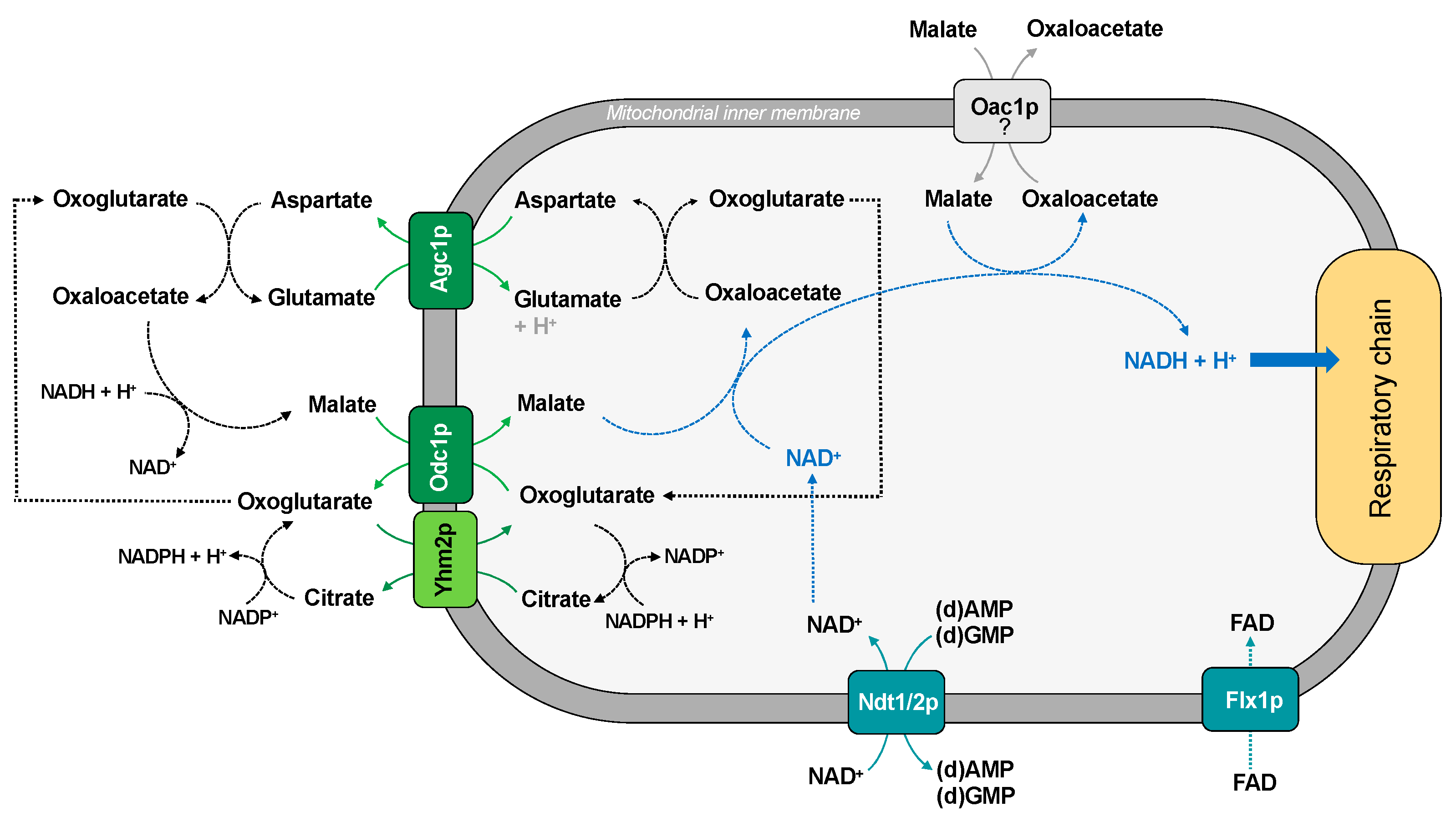 Ijms 22 08496 g002 Ijms 22 08496 g002