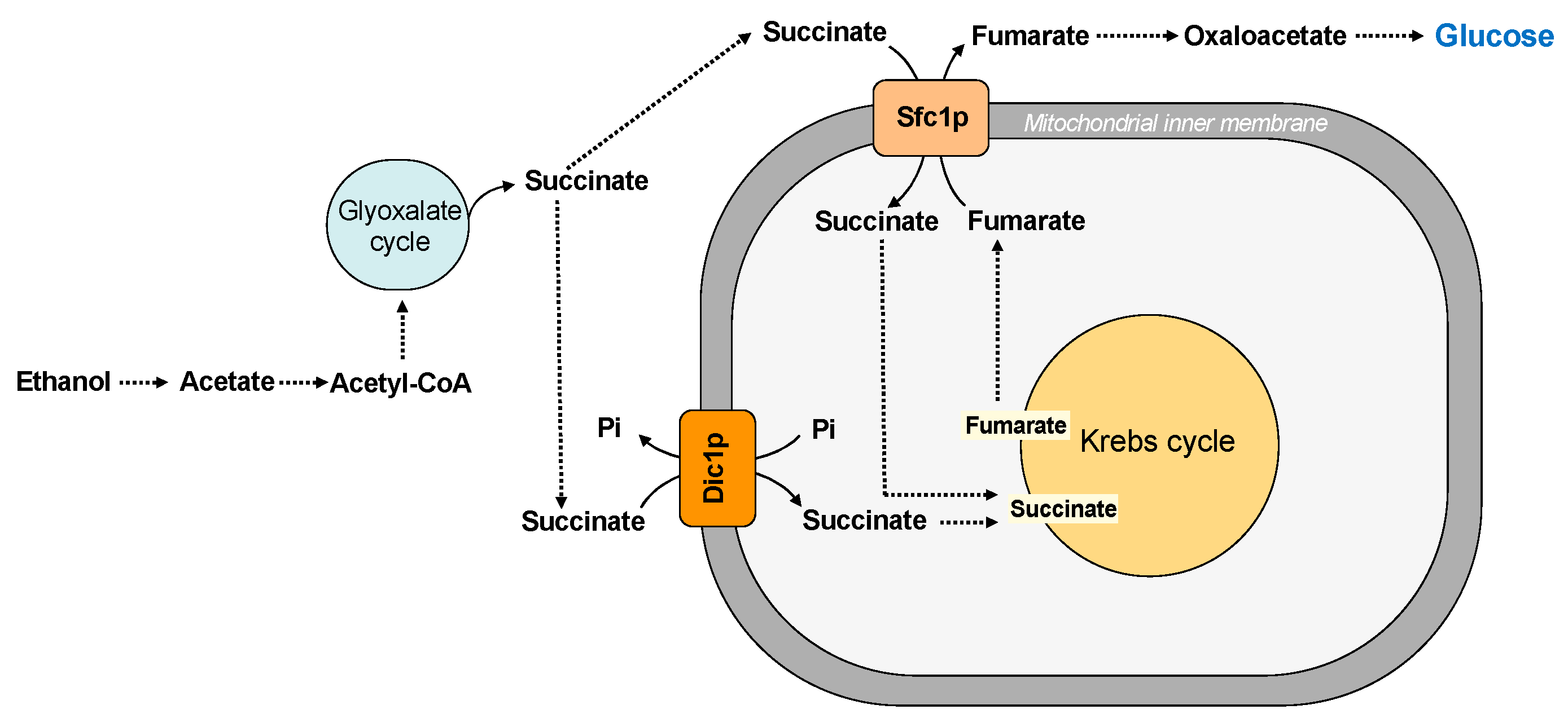 Ijms 22 08496 g005 Ijms 22 08496 g005