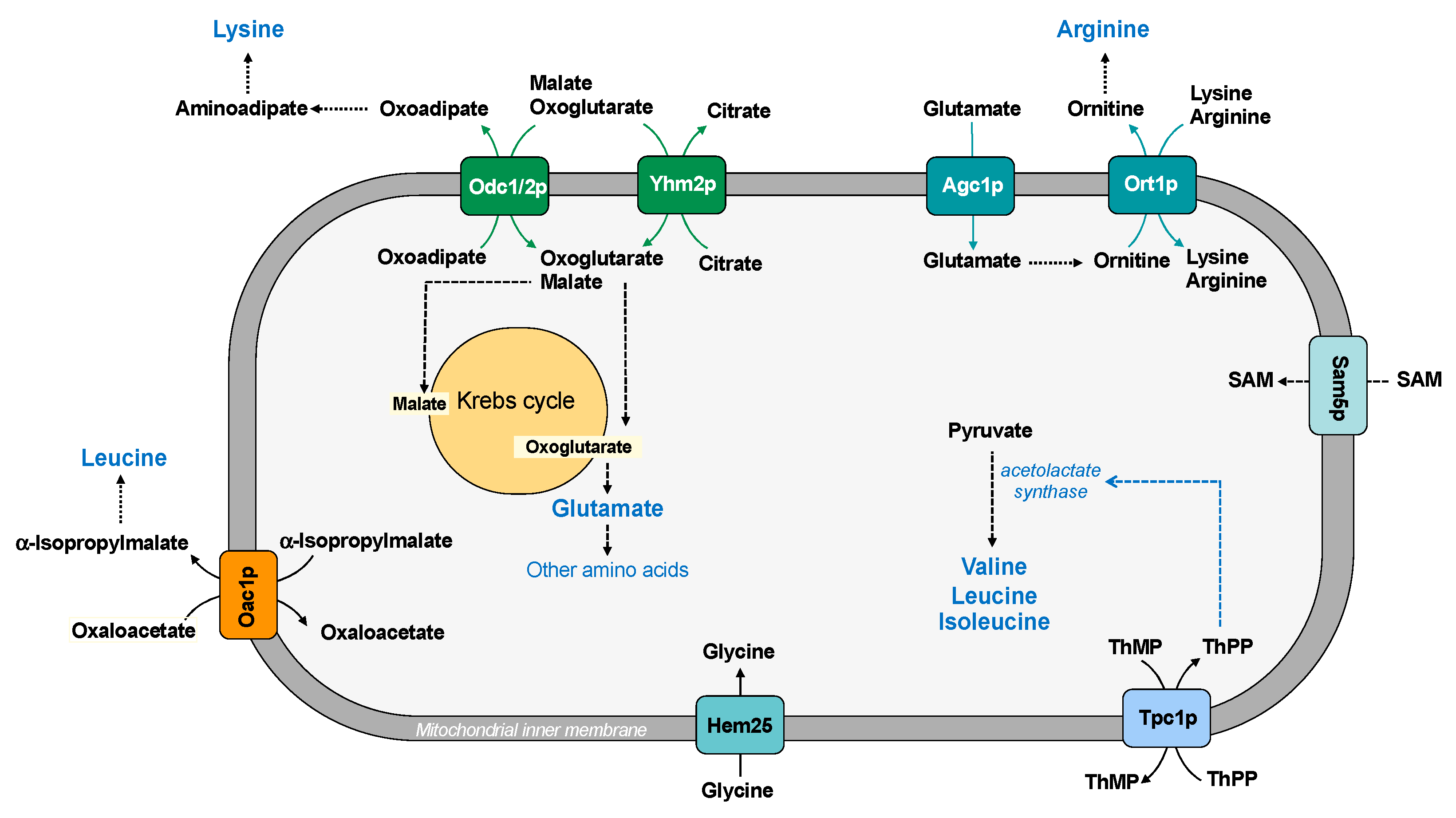 Ijms 22 08496 g006 Ijms 22 08496 g006