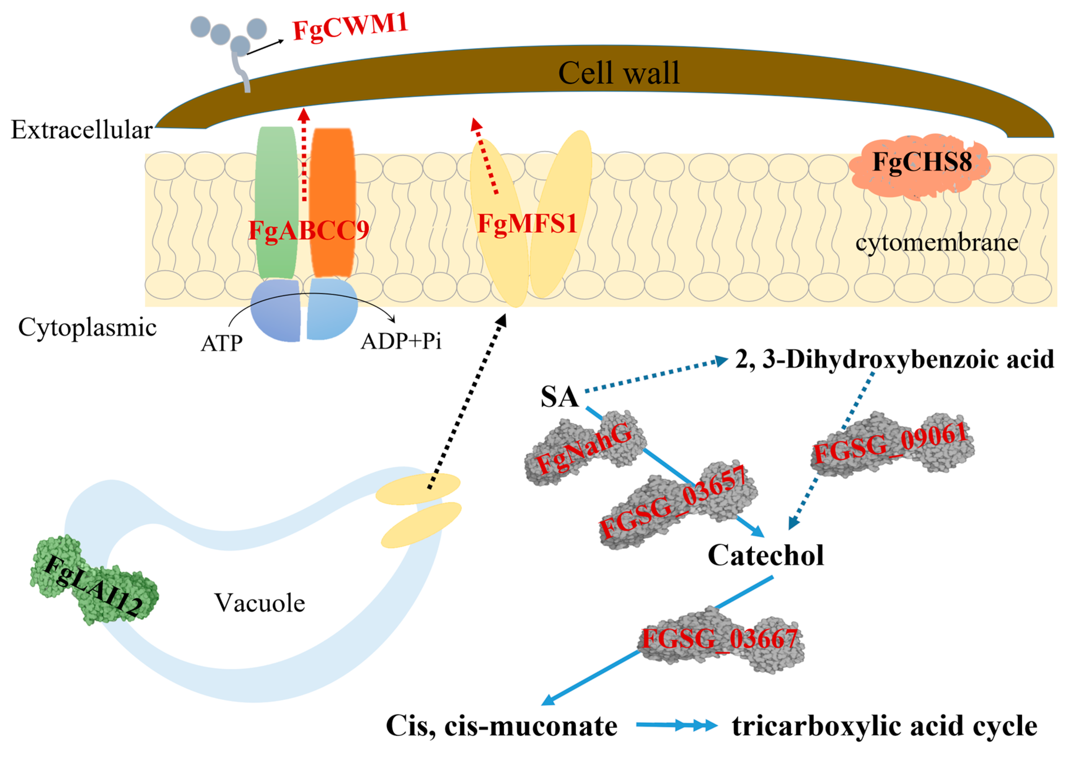 Ijms 22 08497 g001 550