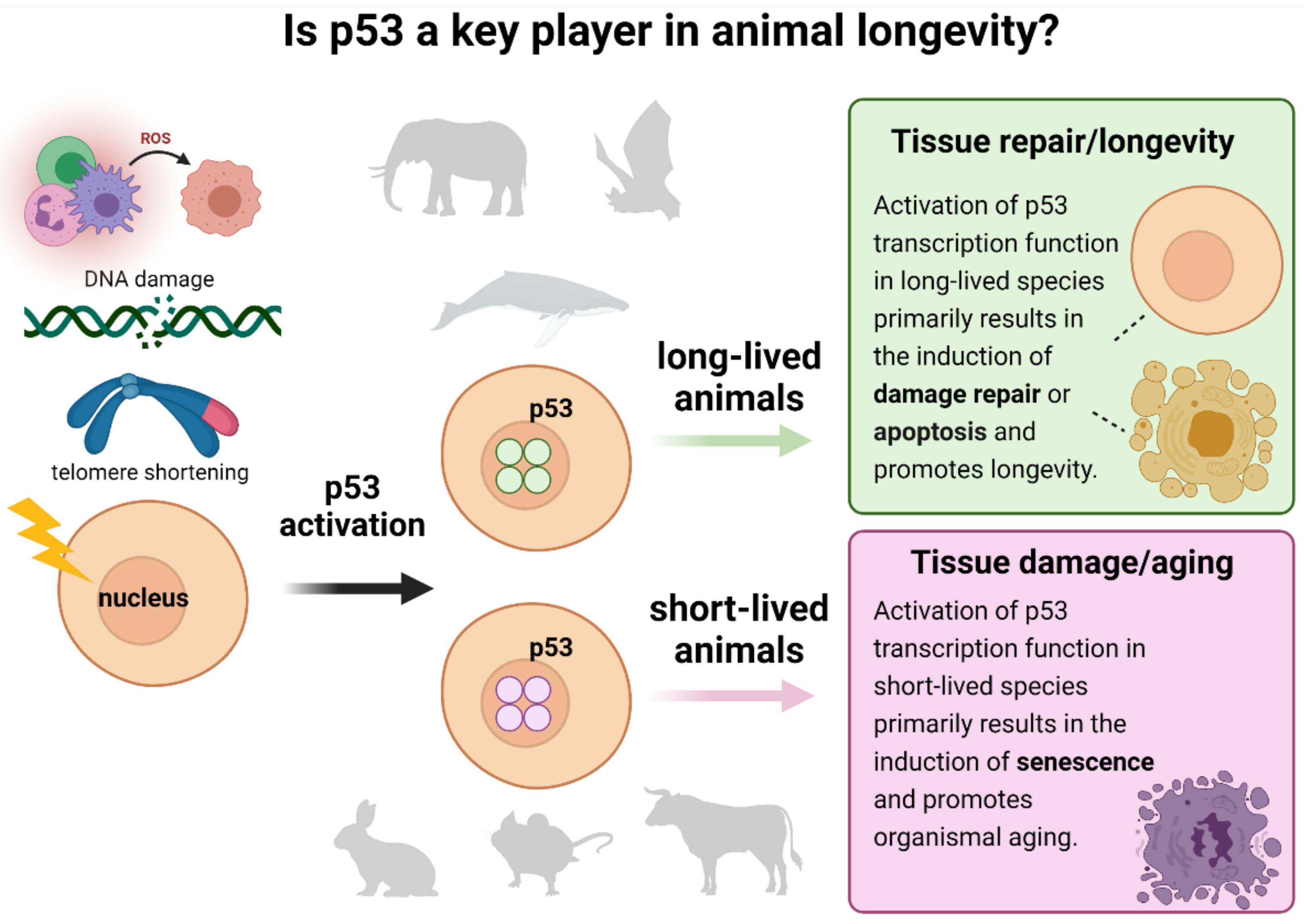 Ijms 22 08512 g011 Ijms 22 08512 g011