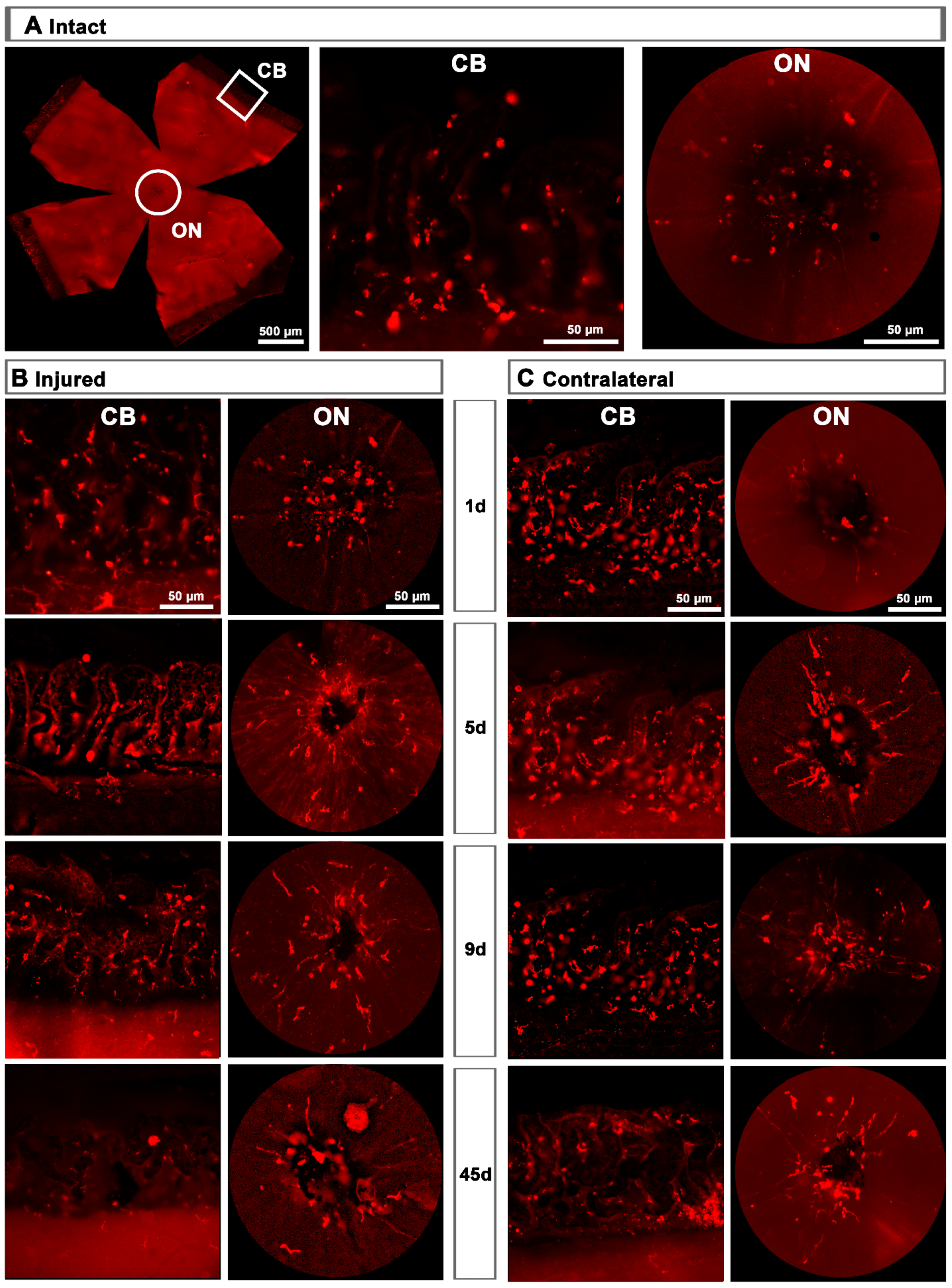 Ijms 22 08517 g005 550