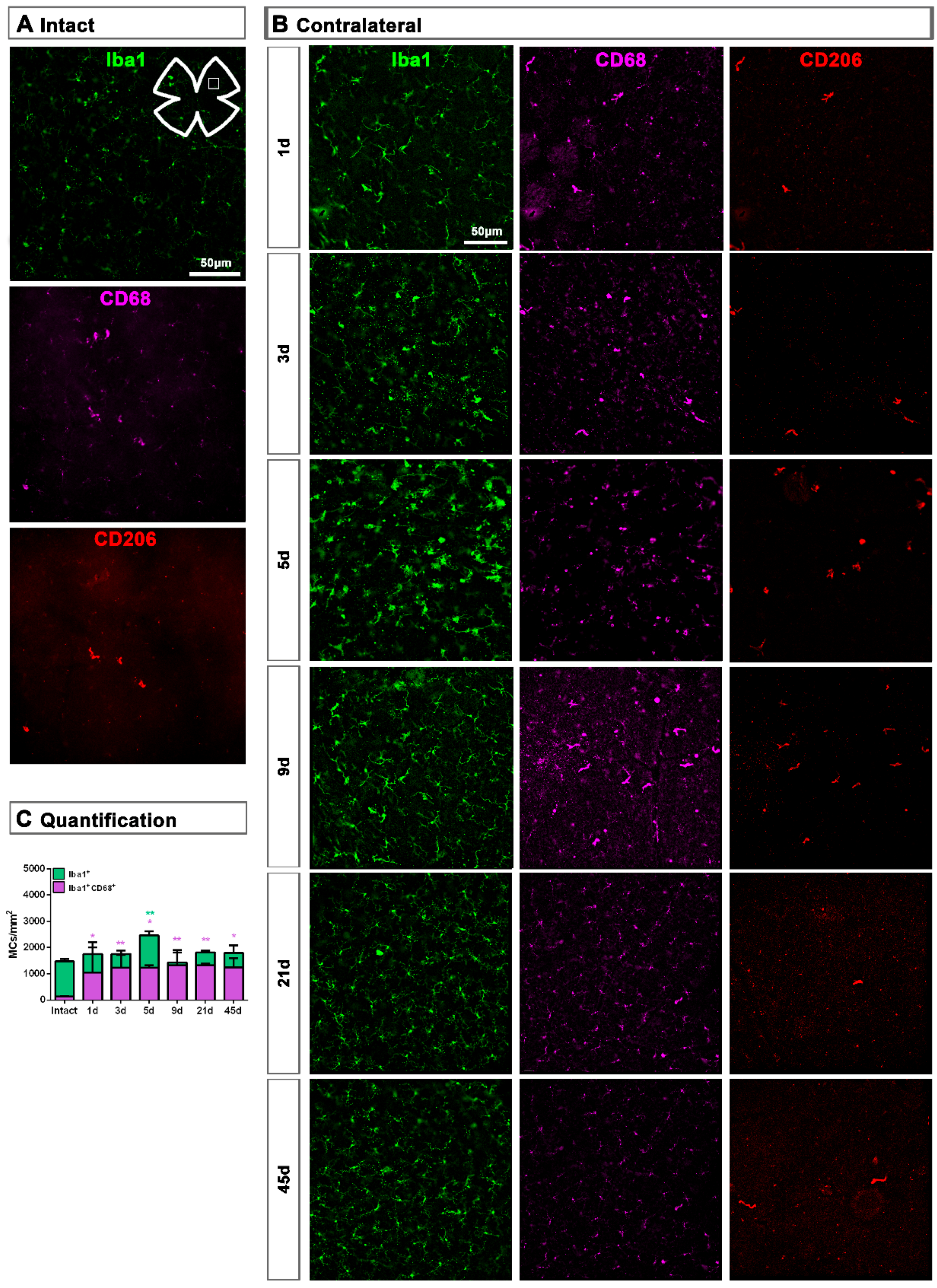 Ijms 22 08517 g007 550