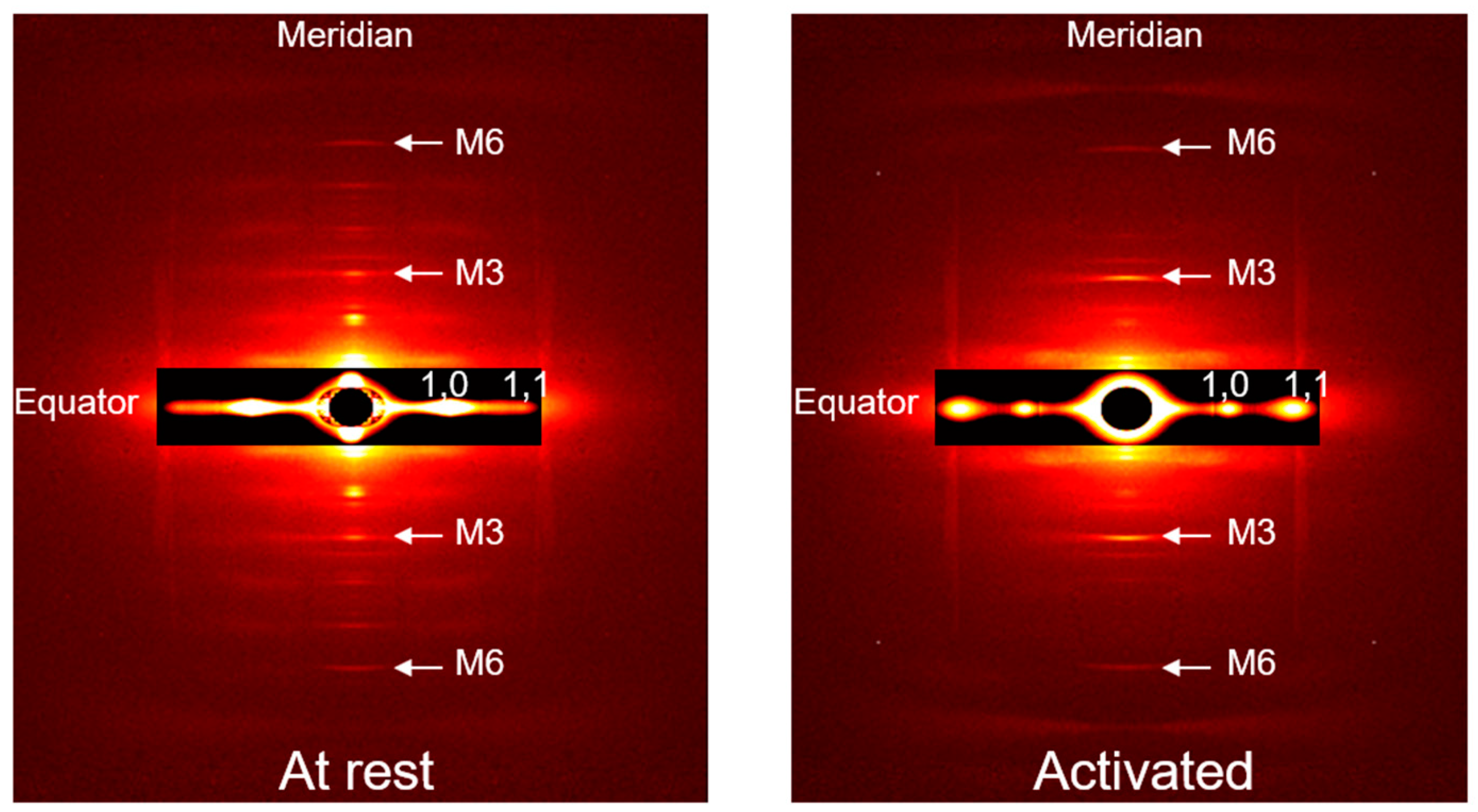 Ijms 22 08526 g007 Ijms 22 08526 g007