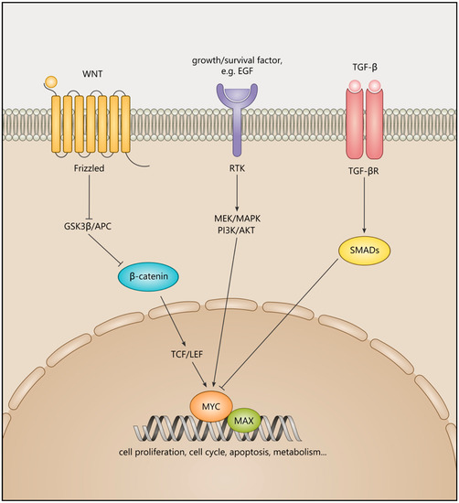 Ijms Free Full Text The Contribution Of Autophagy And Lncrnas To Myc Driven Gene Regulatory Networks In Cancers Html Ijms Free Full Text The Contribution Of Autophagy And Lncrnas To Myc Driven Gene Regulatory Networks In Cancers Html