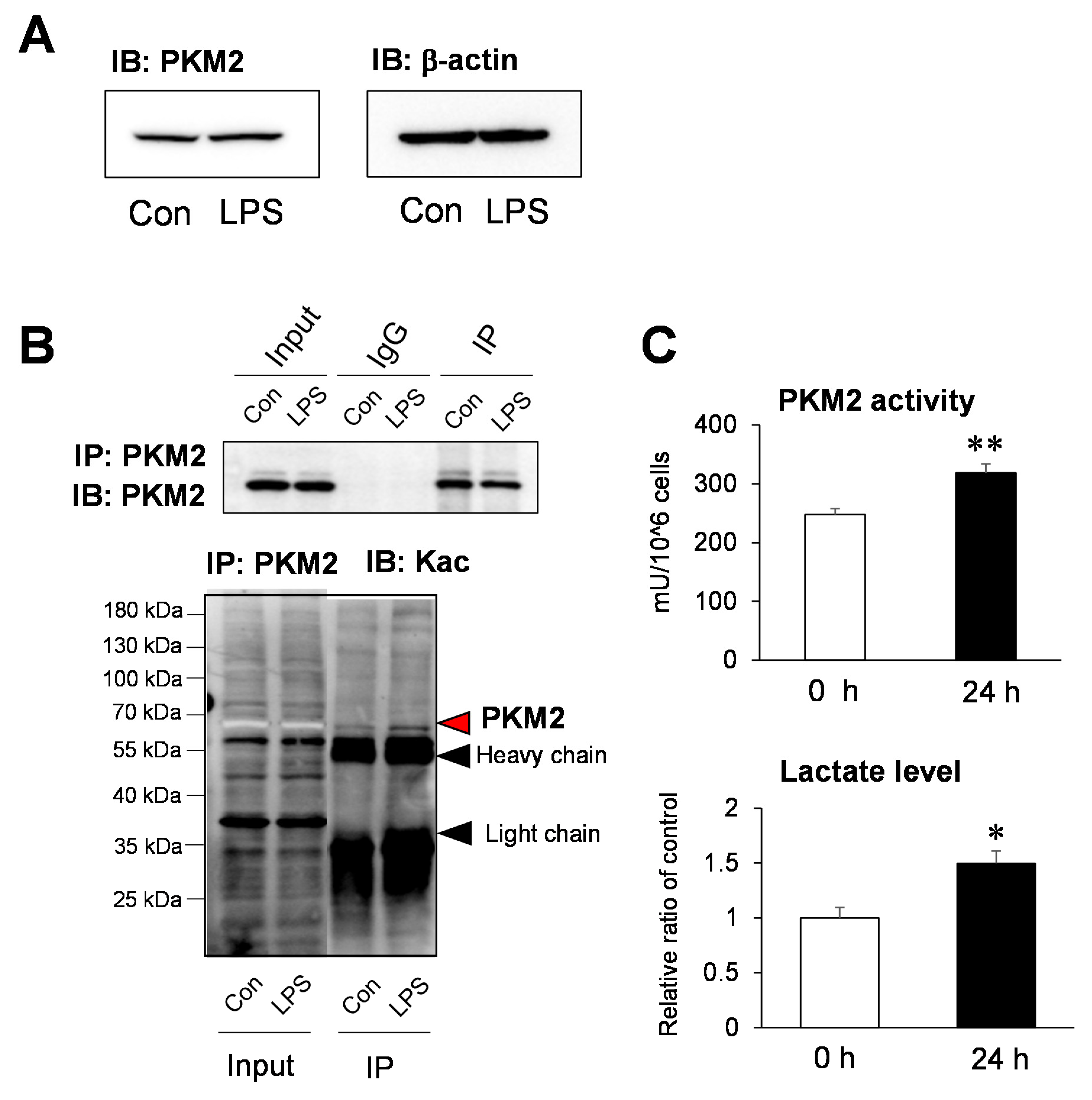 Ijms 22 08529 g004 550