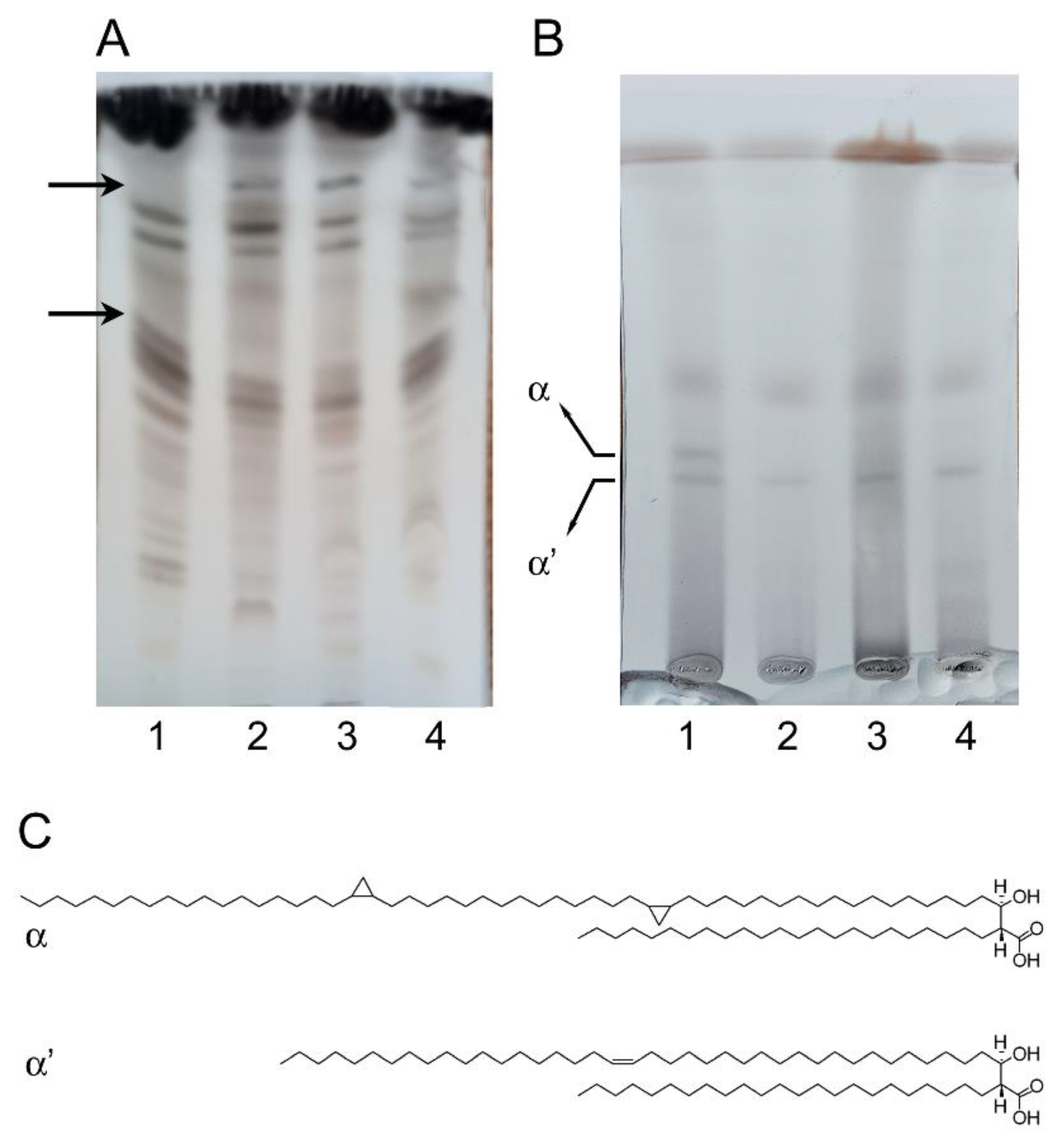 Ijms 22 08533 g005 550