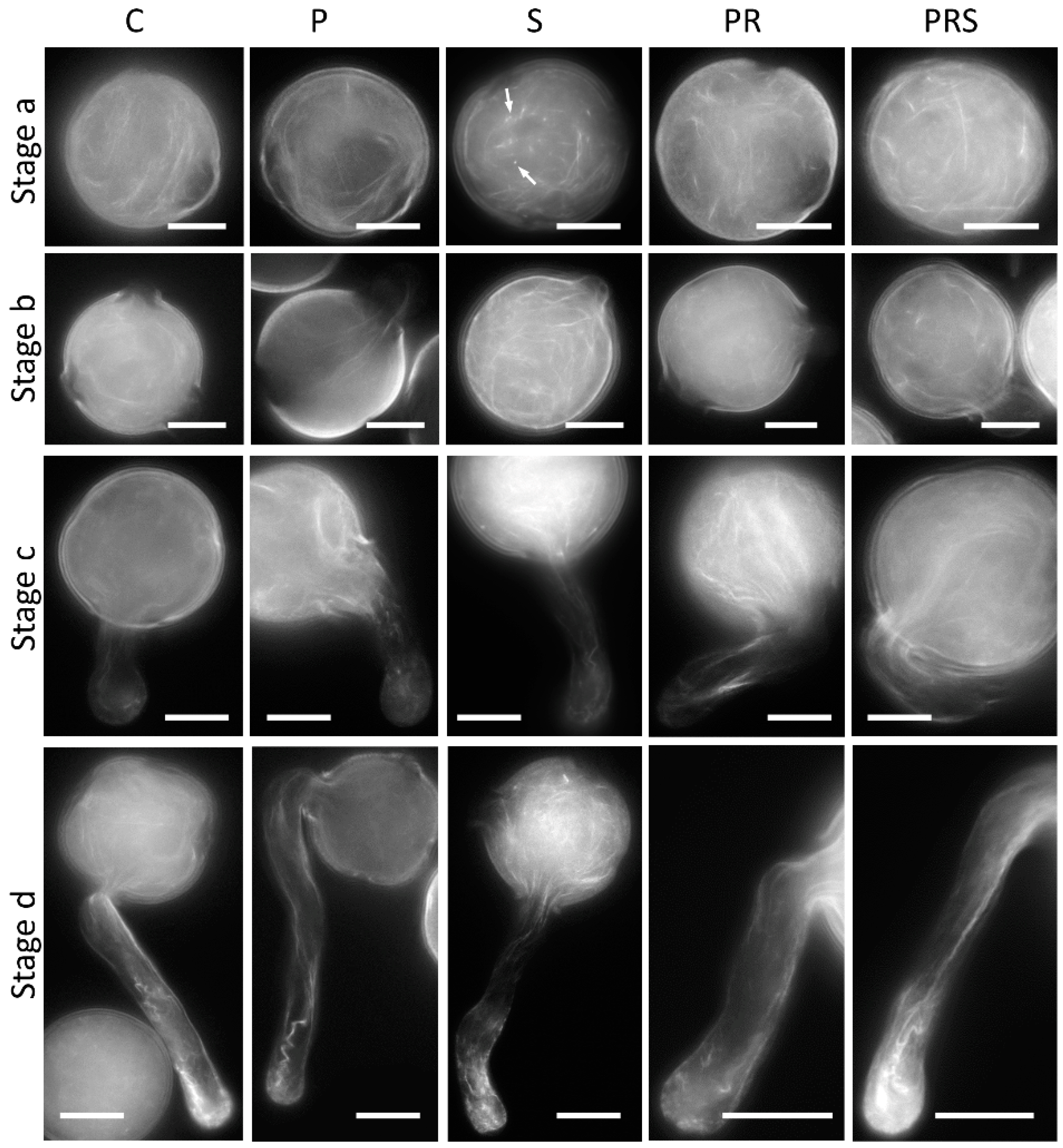 Ijms 22 08535 g007 550