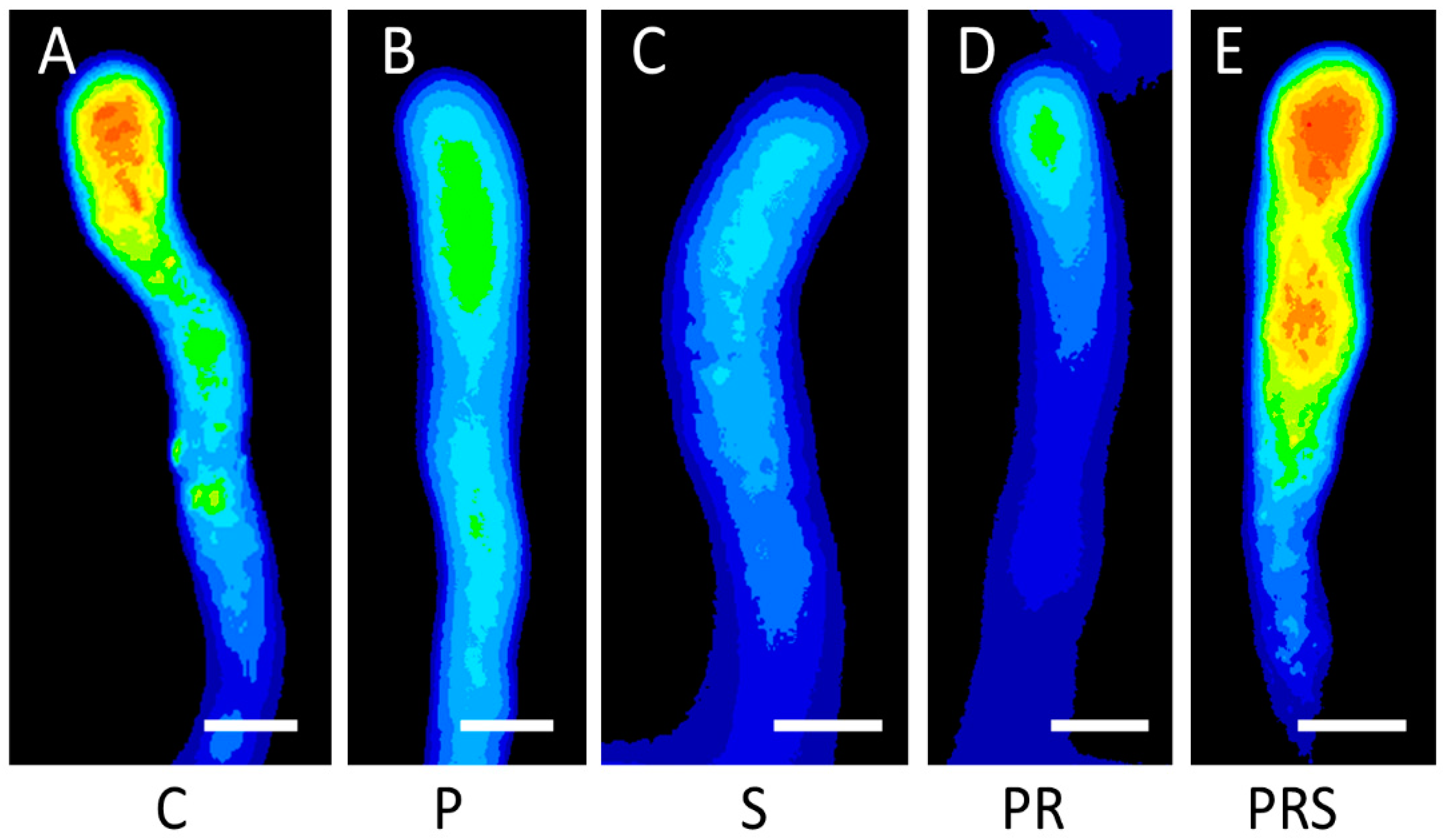 Ijms 22 08535 g009 550