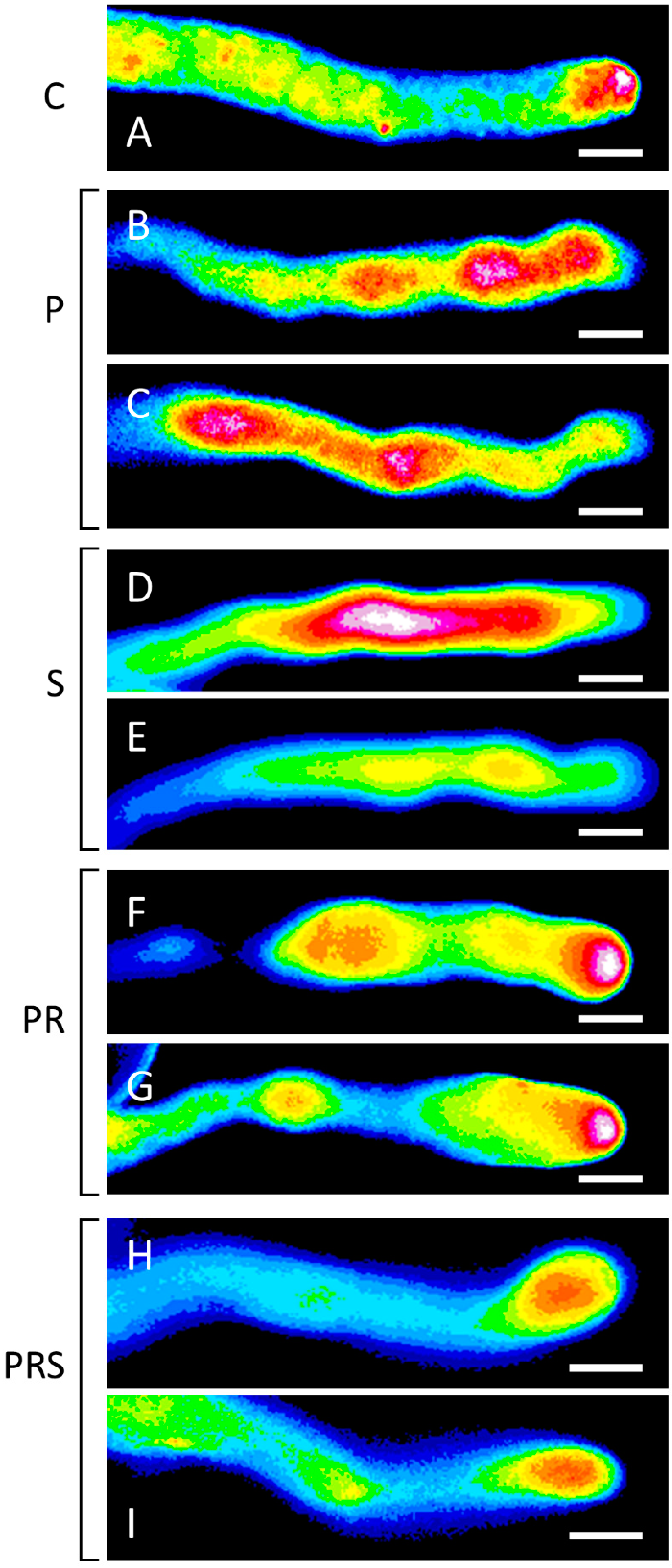 Ijms 22 08535 g011 550