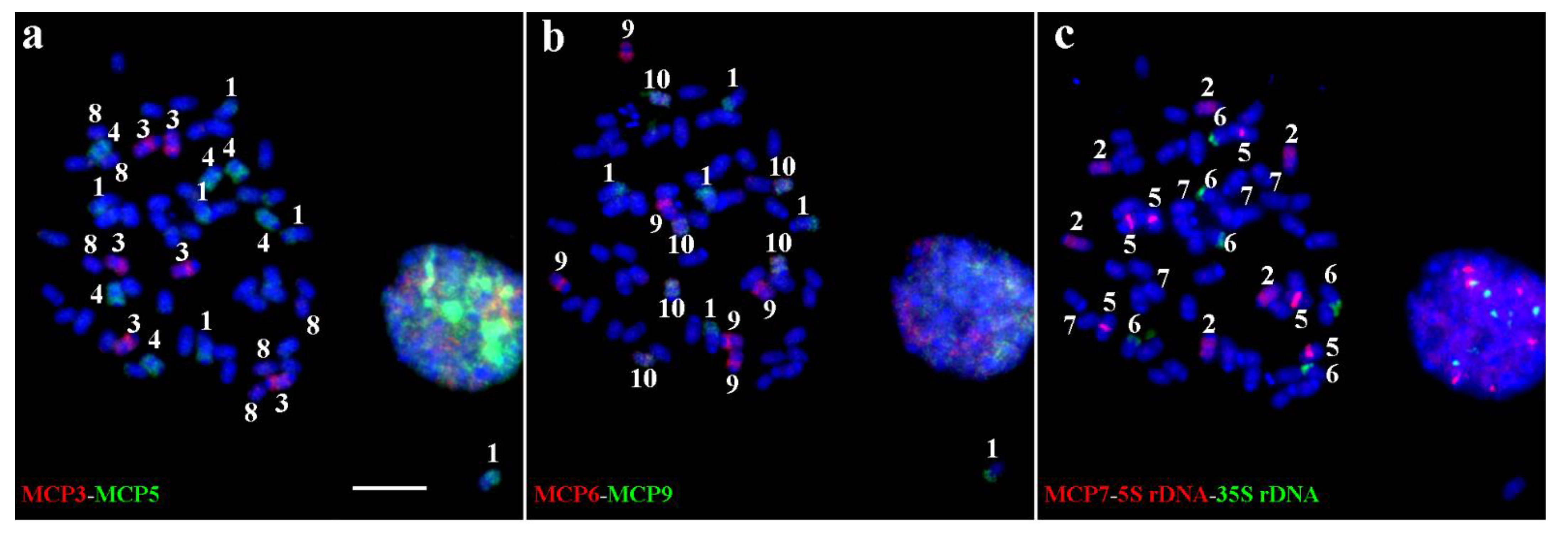 Ijms 22 08539 g004 Ijms 22 08539 g004