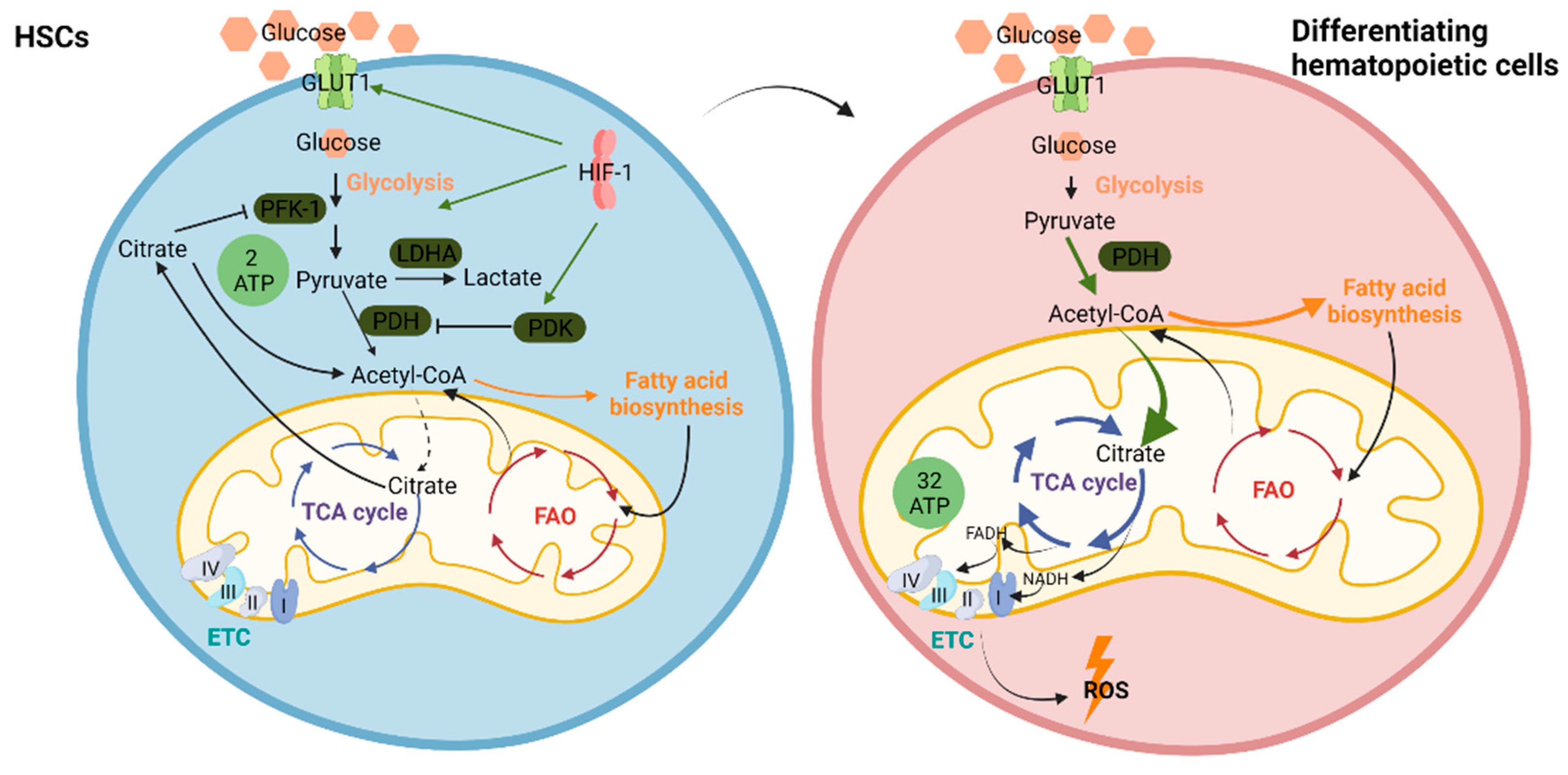 IJMS | Free Full-Text | Autophagy and Metabolism in Normal and 