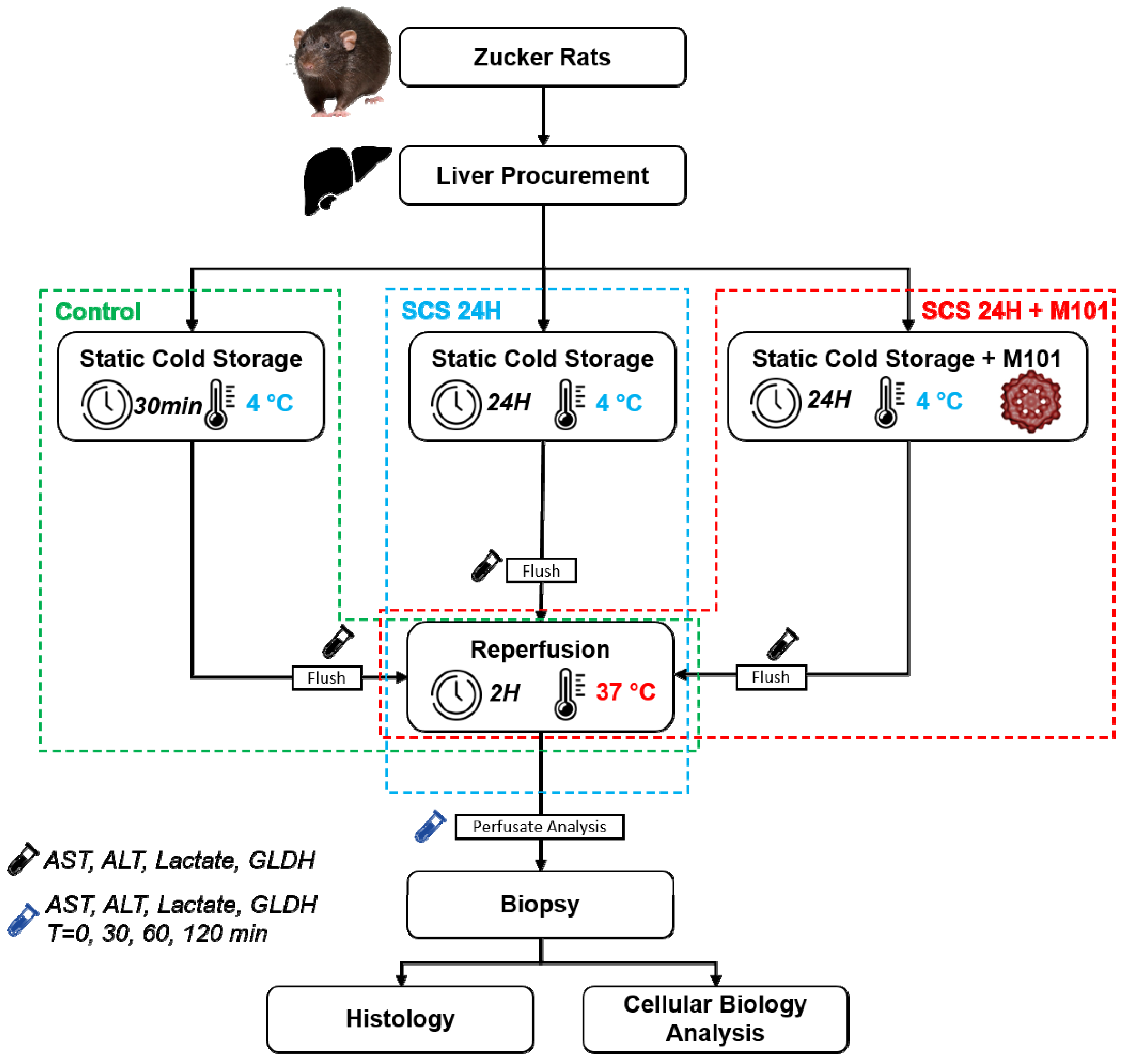 Ijms 22 08542 g007 550