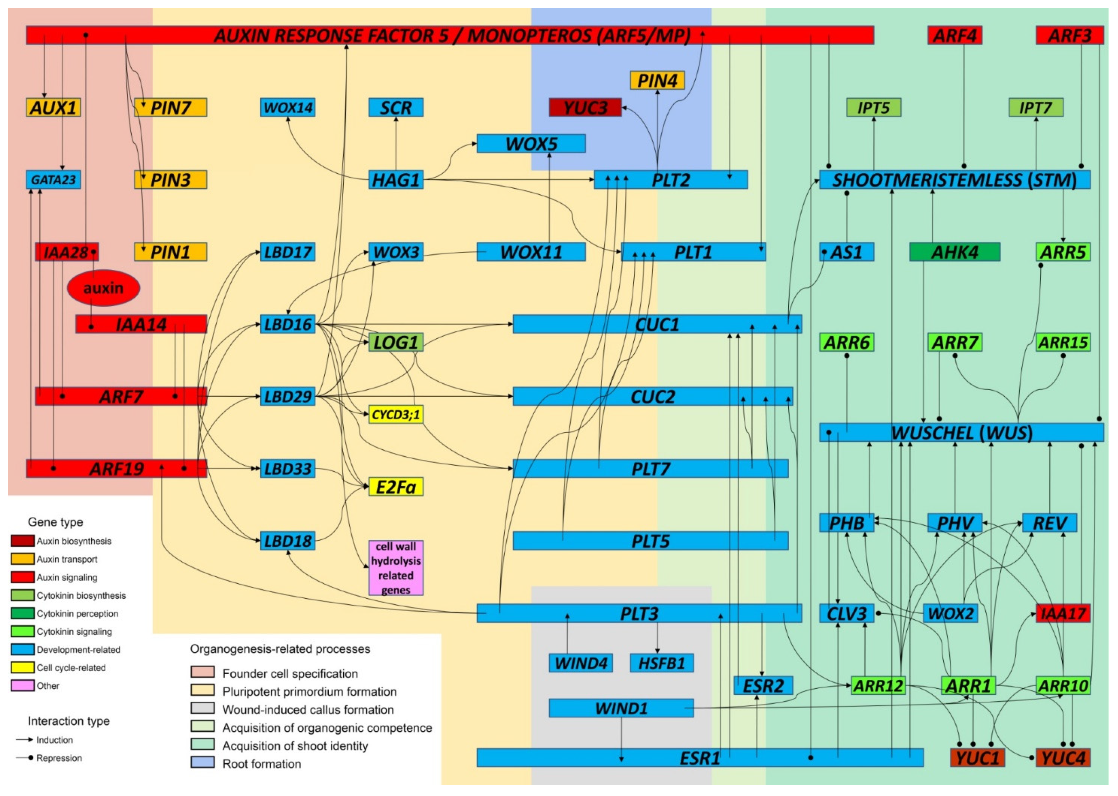 Ijms 22 08554 g002 Ijms 22 08554 g002