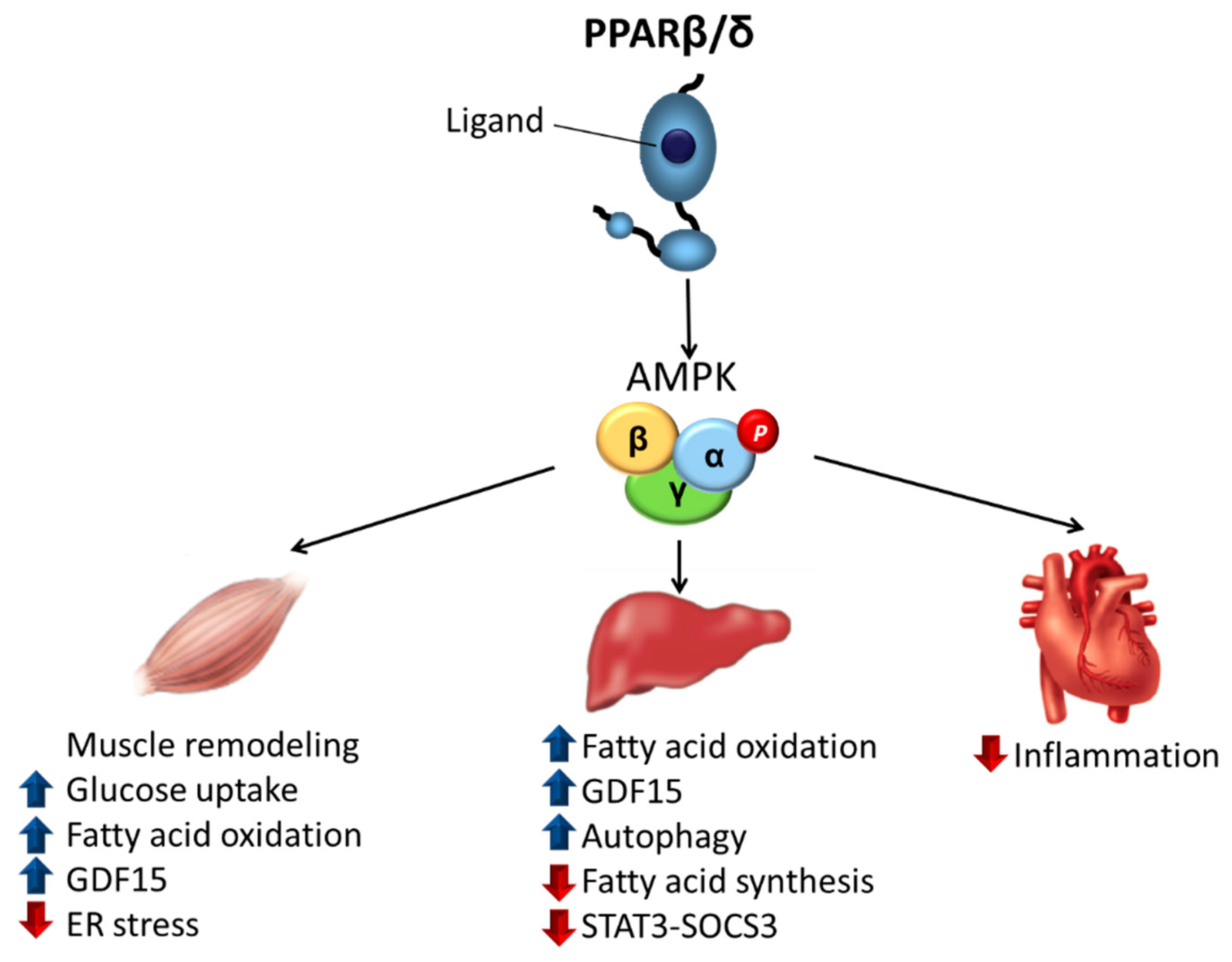 Ijms 22 08555 g002 550