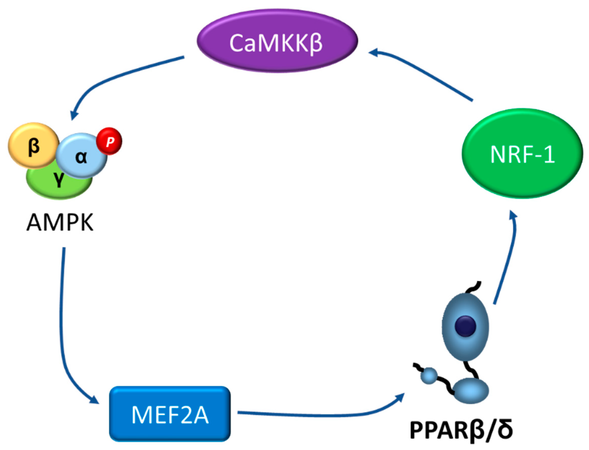 Ijms 22 08555 g004 550