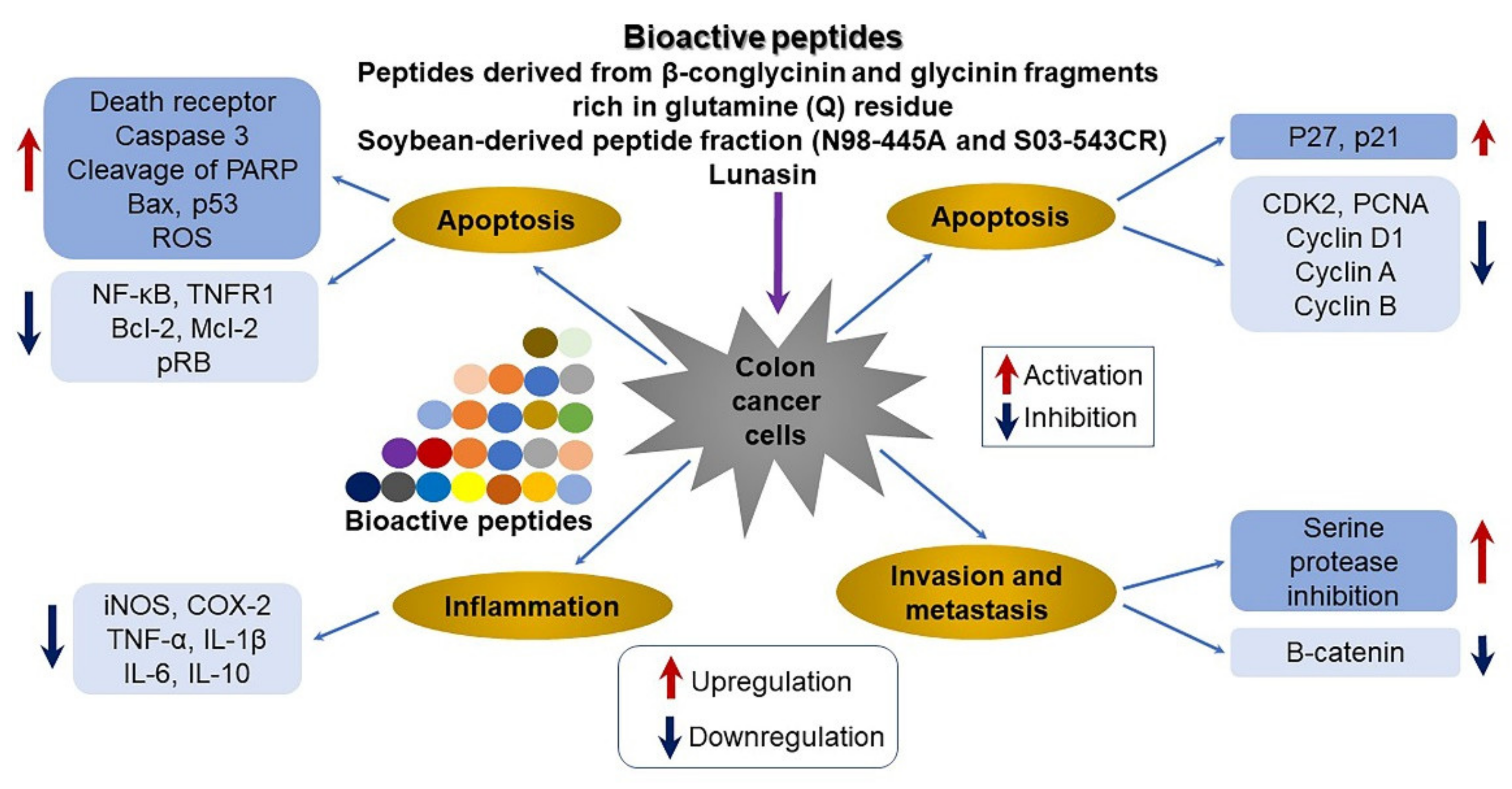 Is Soy Protein Isolate Healthy? SPI Nutrition, Side Effects