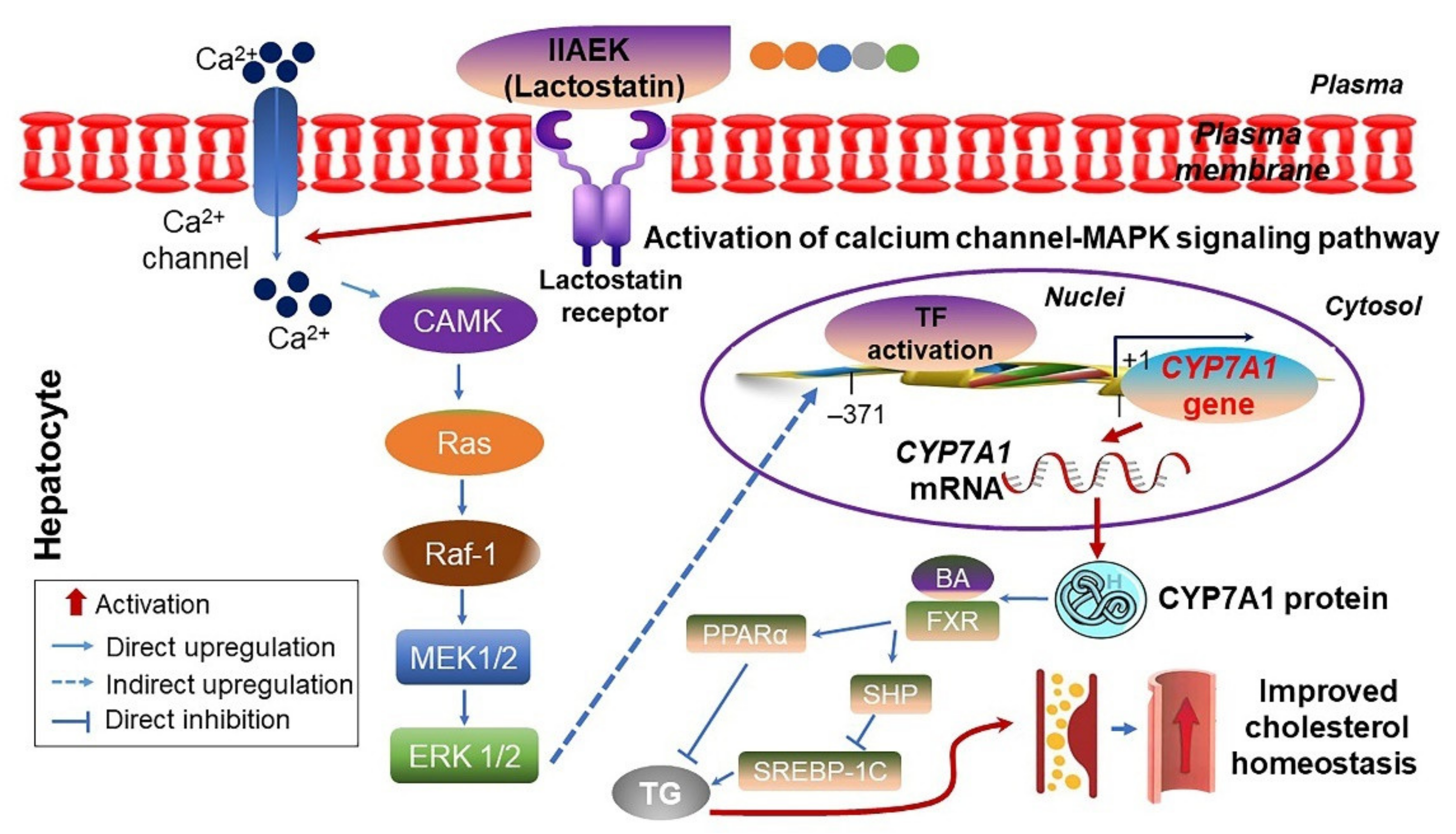 Ijms 22 08570 g002 Ijms 22 08570 g002