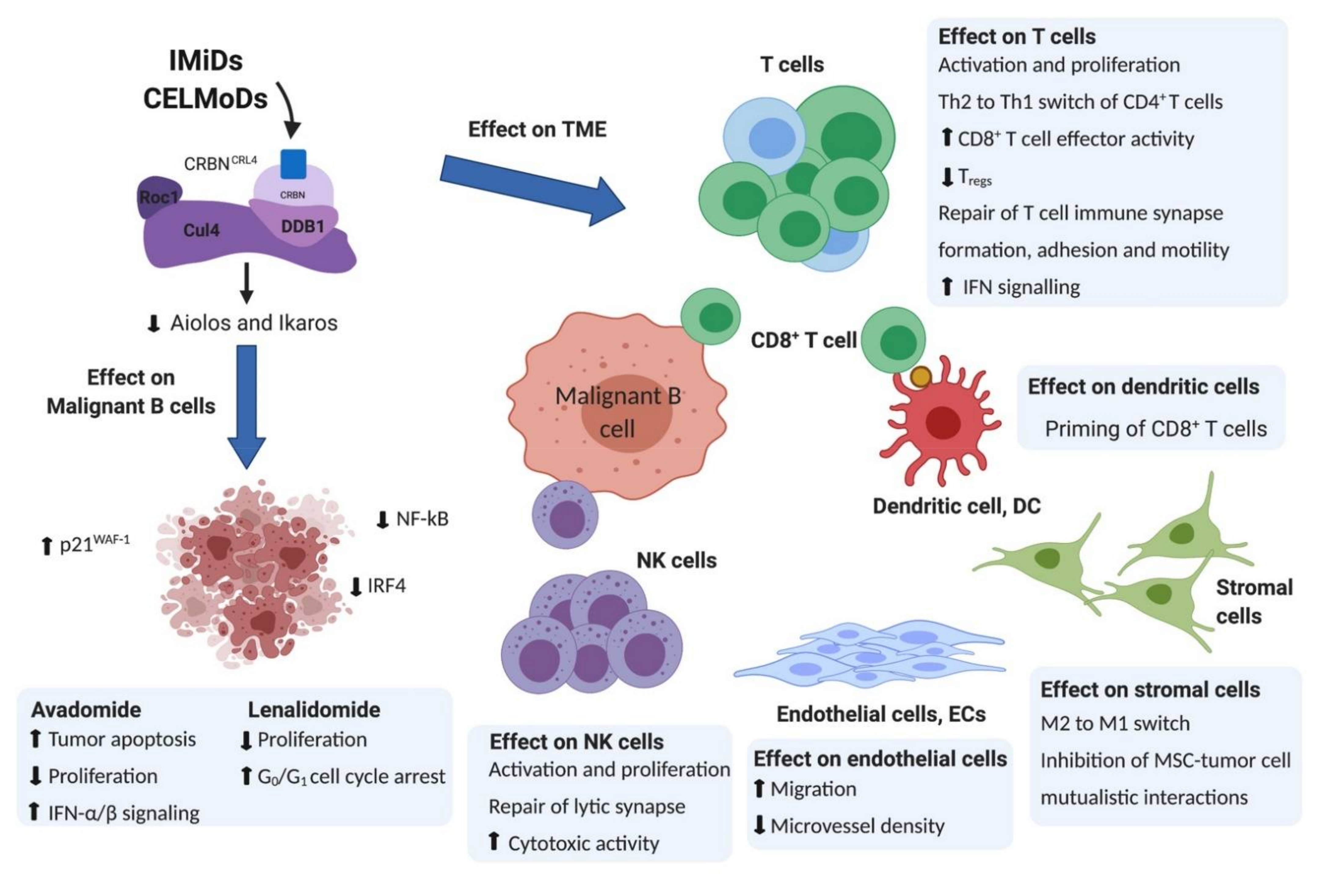 洋書 Immunochemical Methods in Cell and Immunomodulatory Drugs for the Treatment of B Cell Malignancies