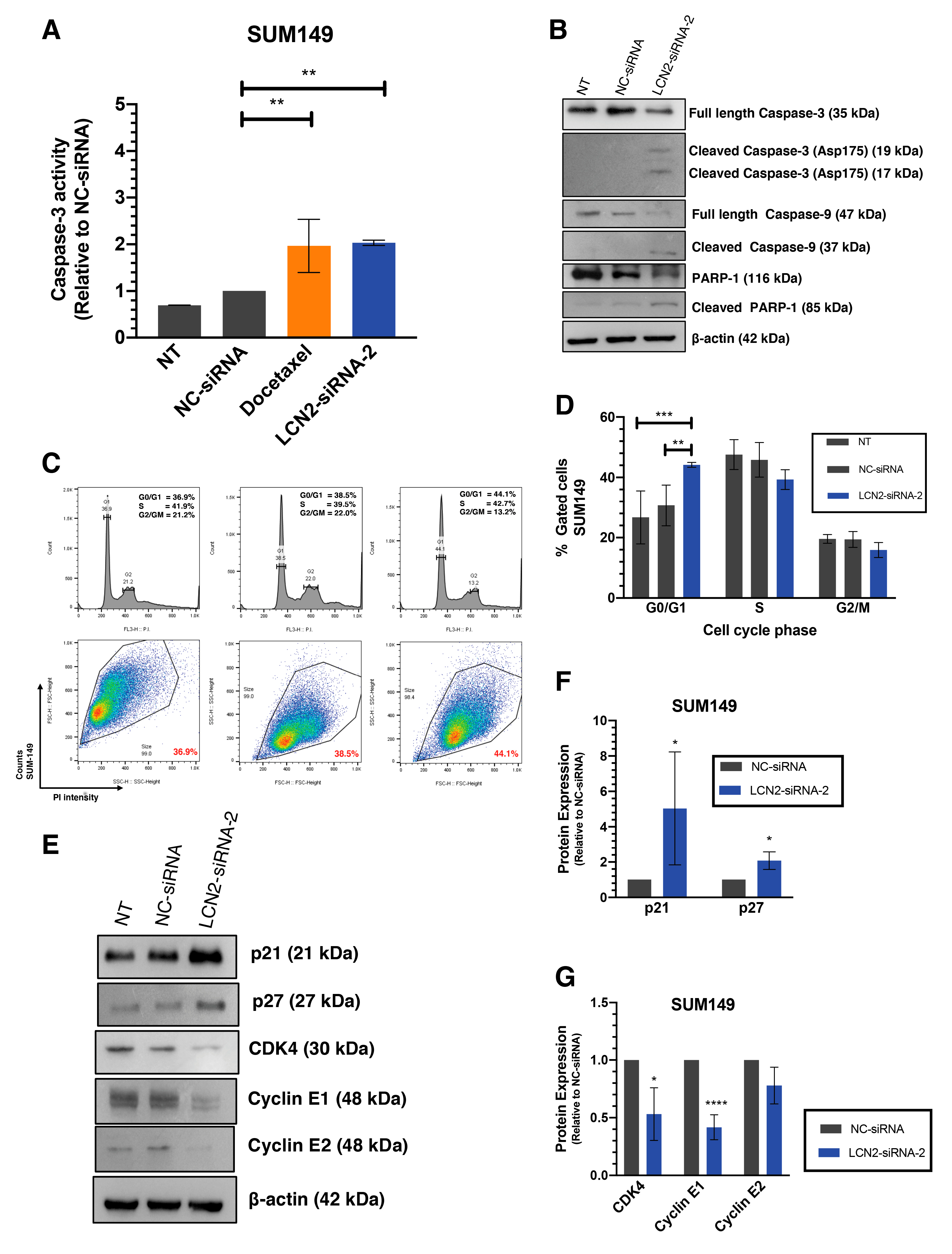 Ijms 22 08581 g003 Ijms 22 08581 g003