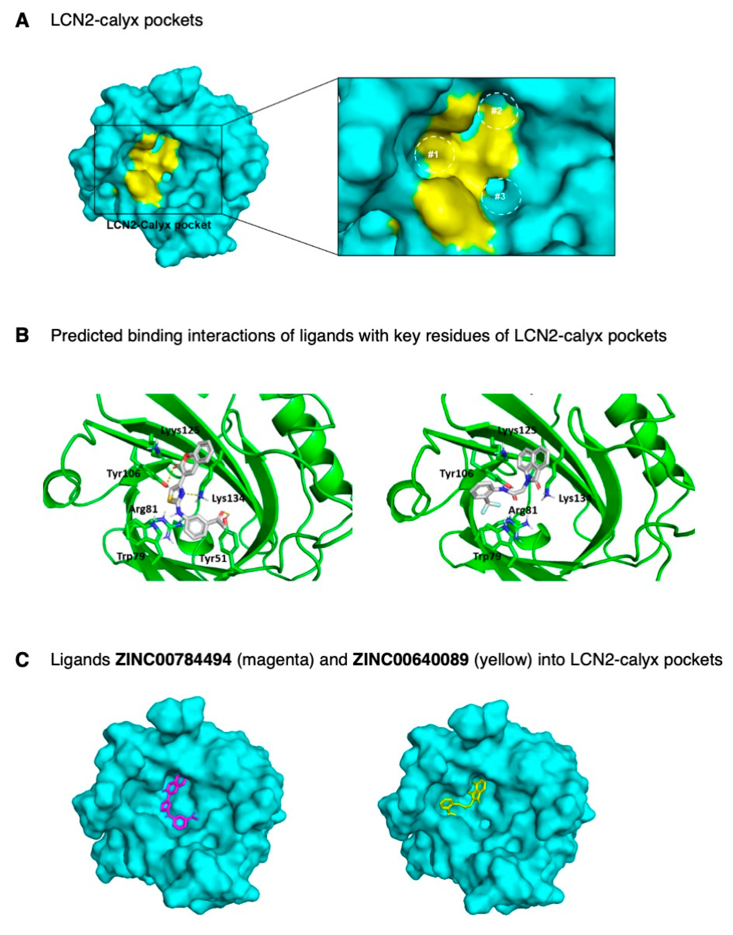 Ijms 22 08581 g004 Ijms 22 08581 g004