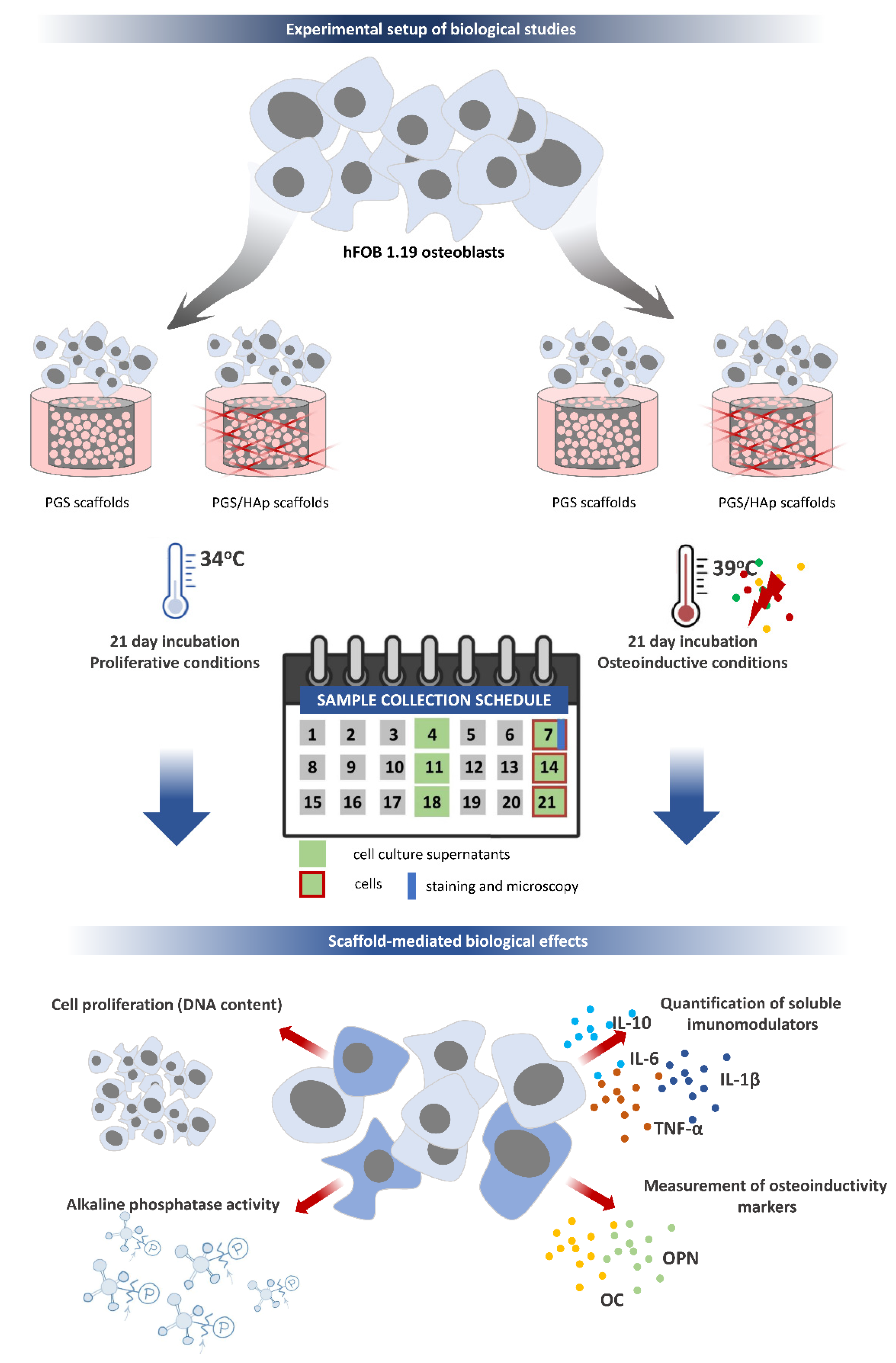 Ijms 22 08587 g015 550