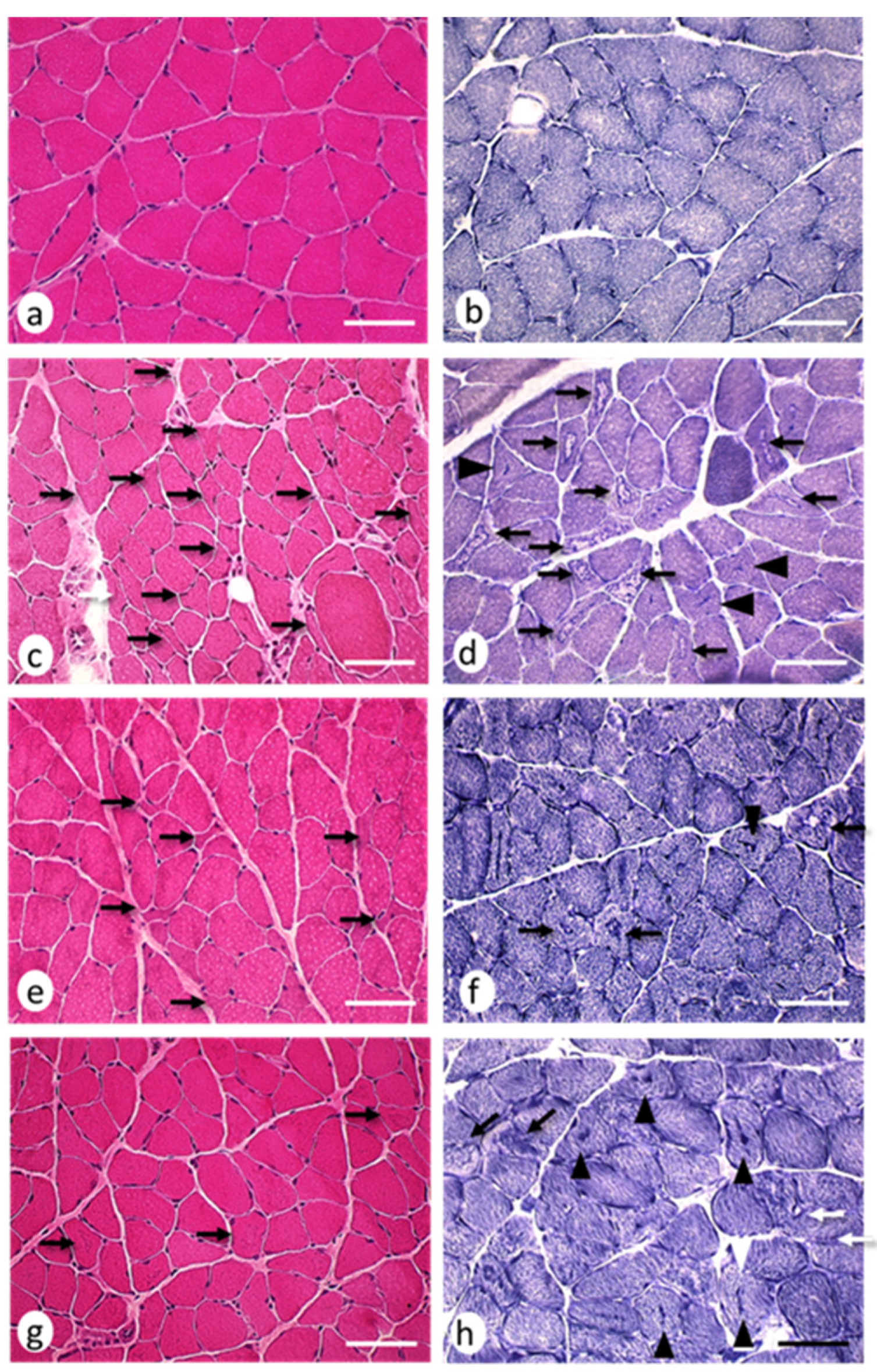Ijms 22 08589 g006 Ijms 22 08589 g006