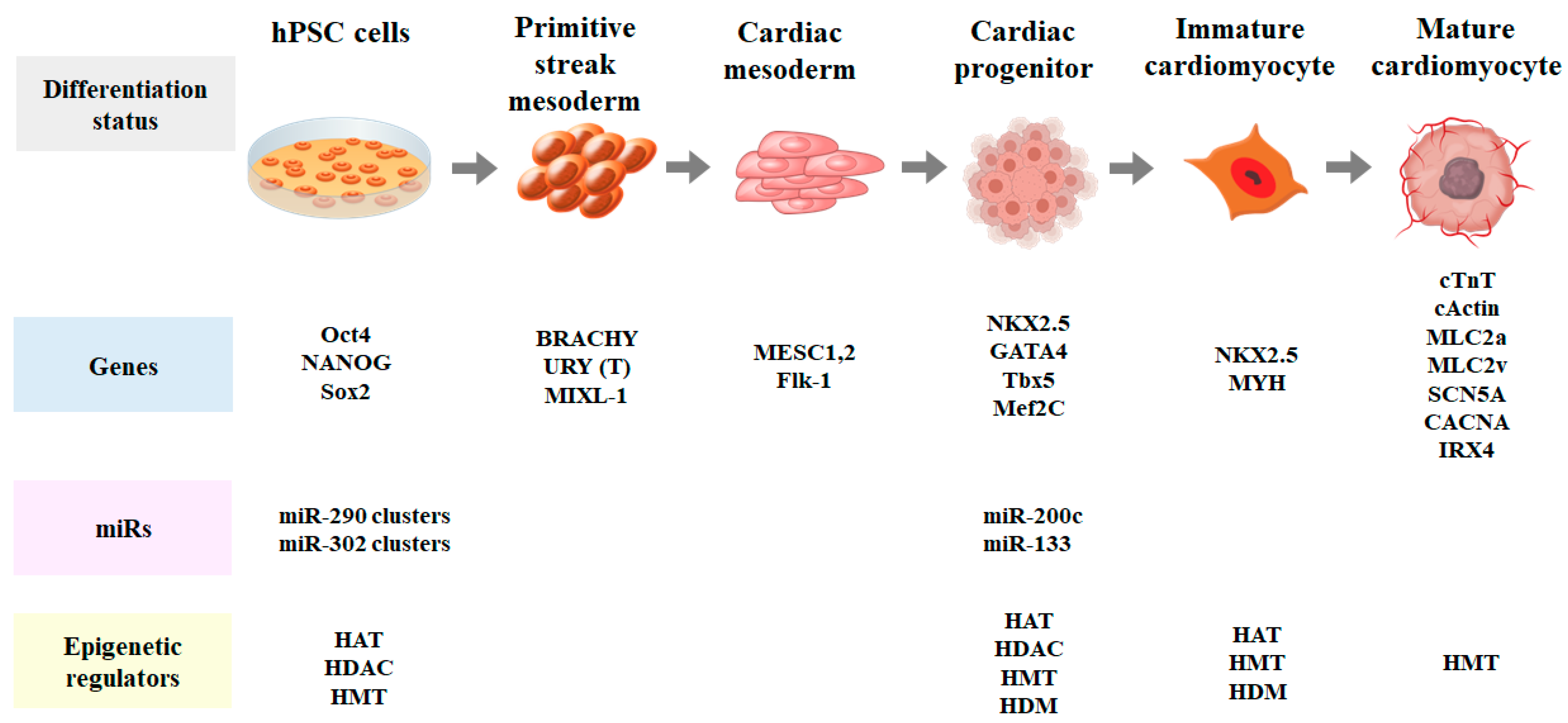 Epigenetic Regulation of Cardiomyocyte ... Biology Diagrams