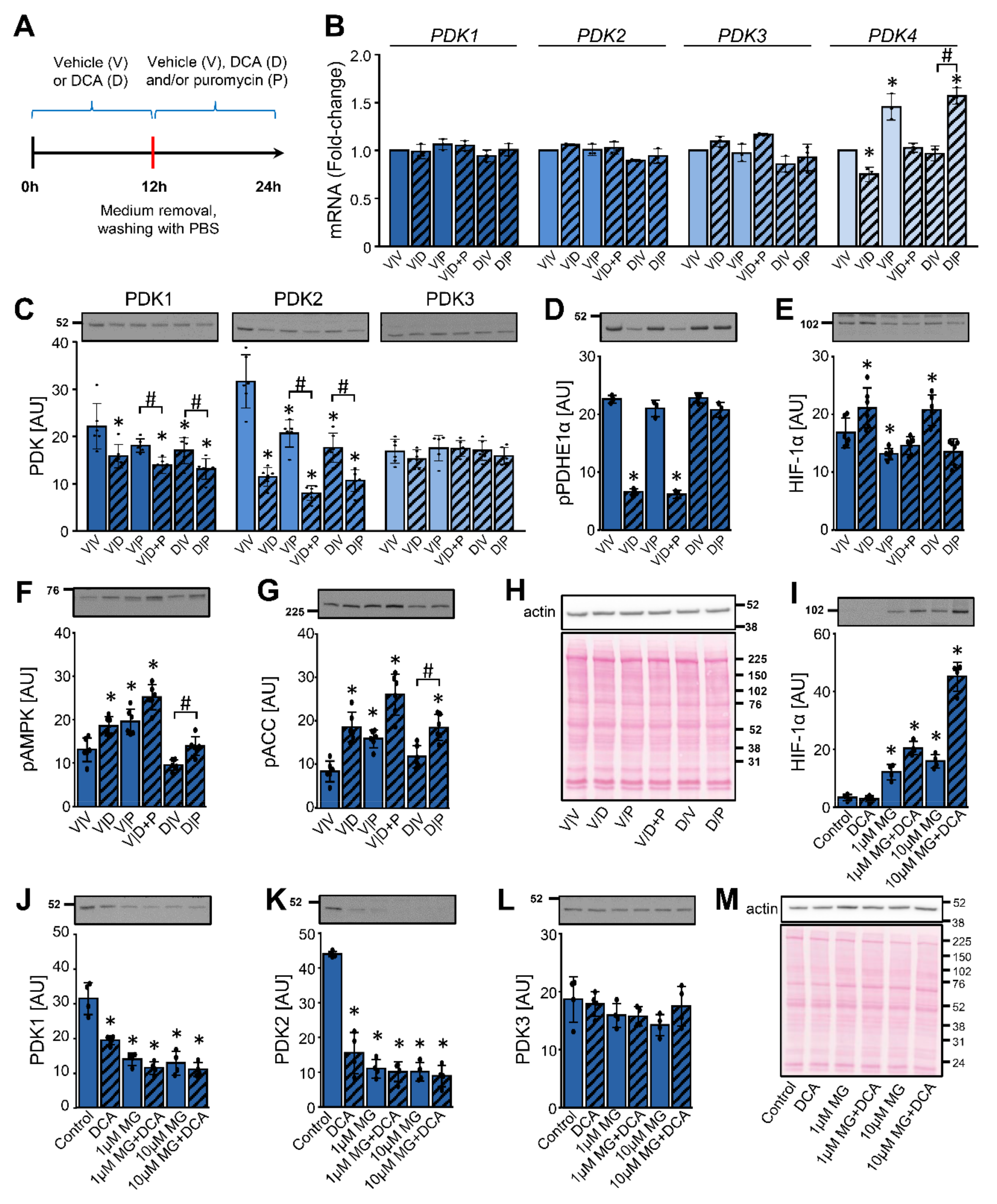 Ijms 22 08610 g007 Ijms 22 08610 g007