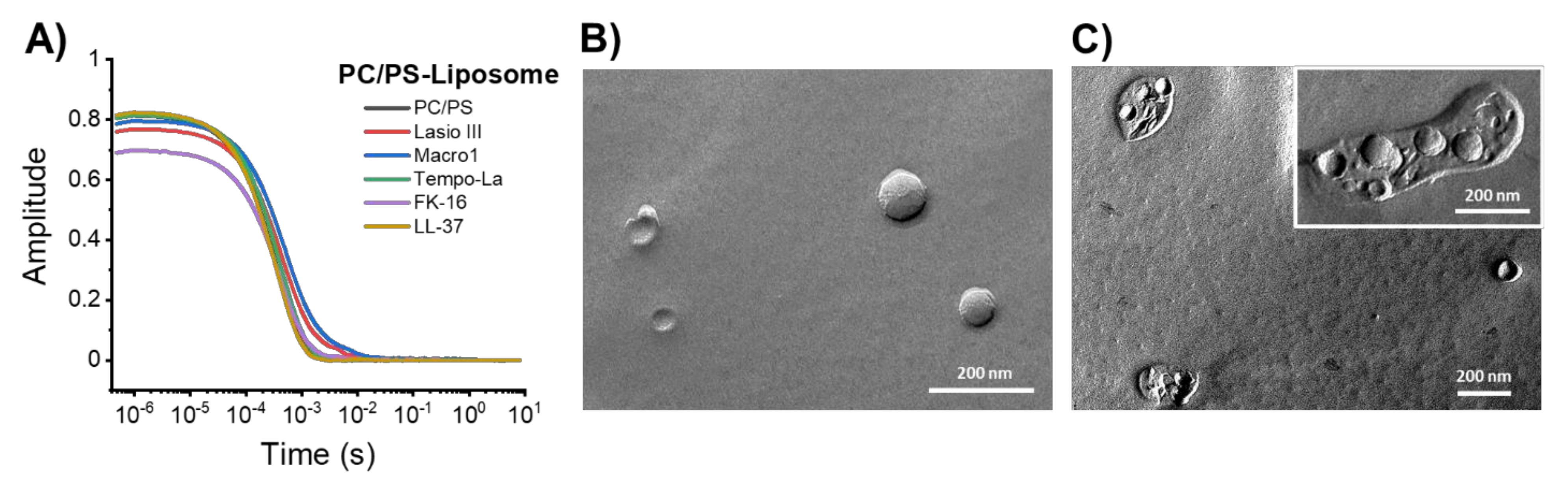 Ijms 22 08613 g004 Ijms 22 08613 g004