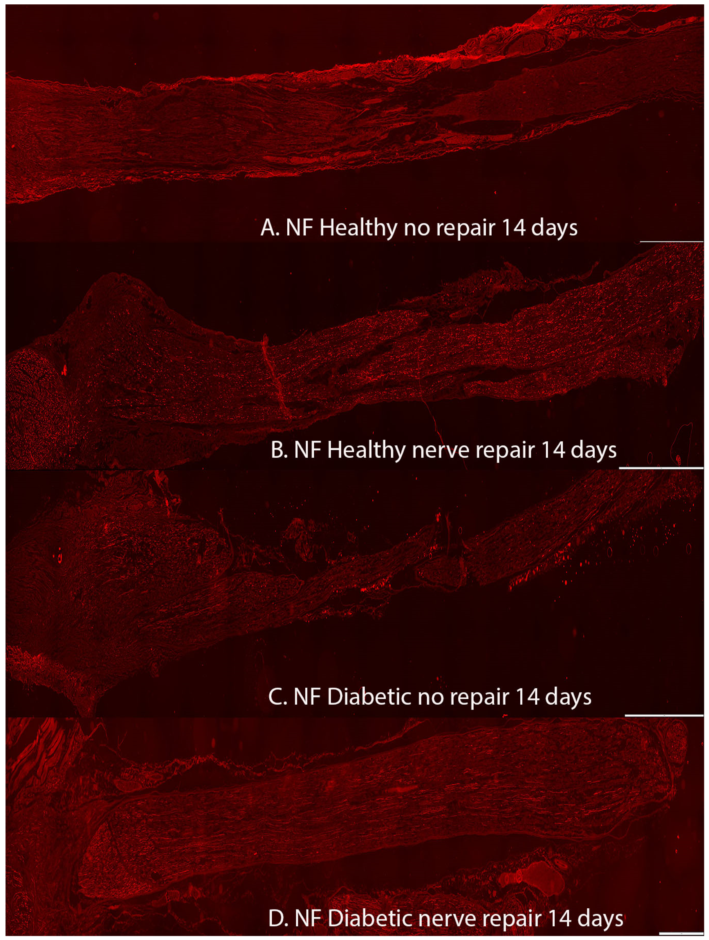 Ijms 22 08624 g002 Ijms 22 08624 g002