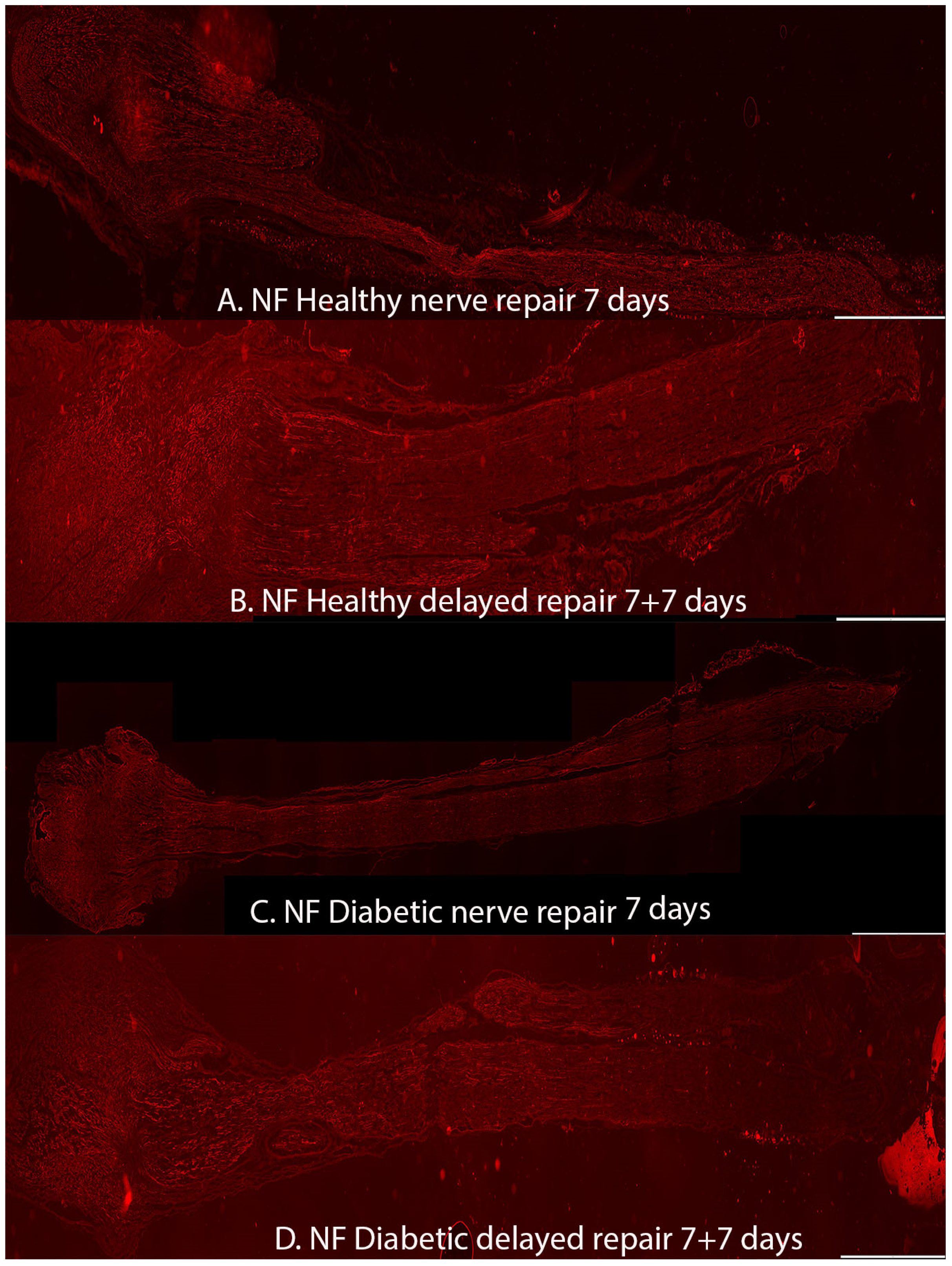 Ijms 22 08624 g003 Ijms 22 08624 g003