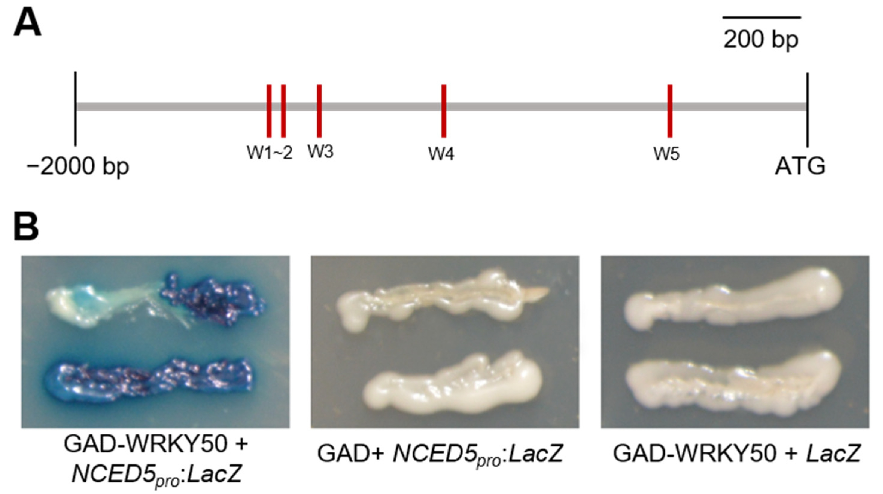 Ijms 22 08625 g008 550